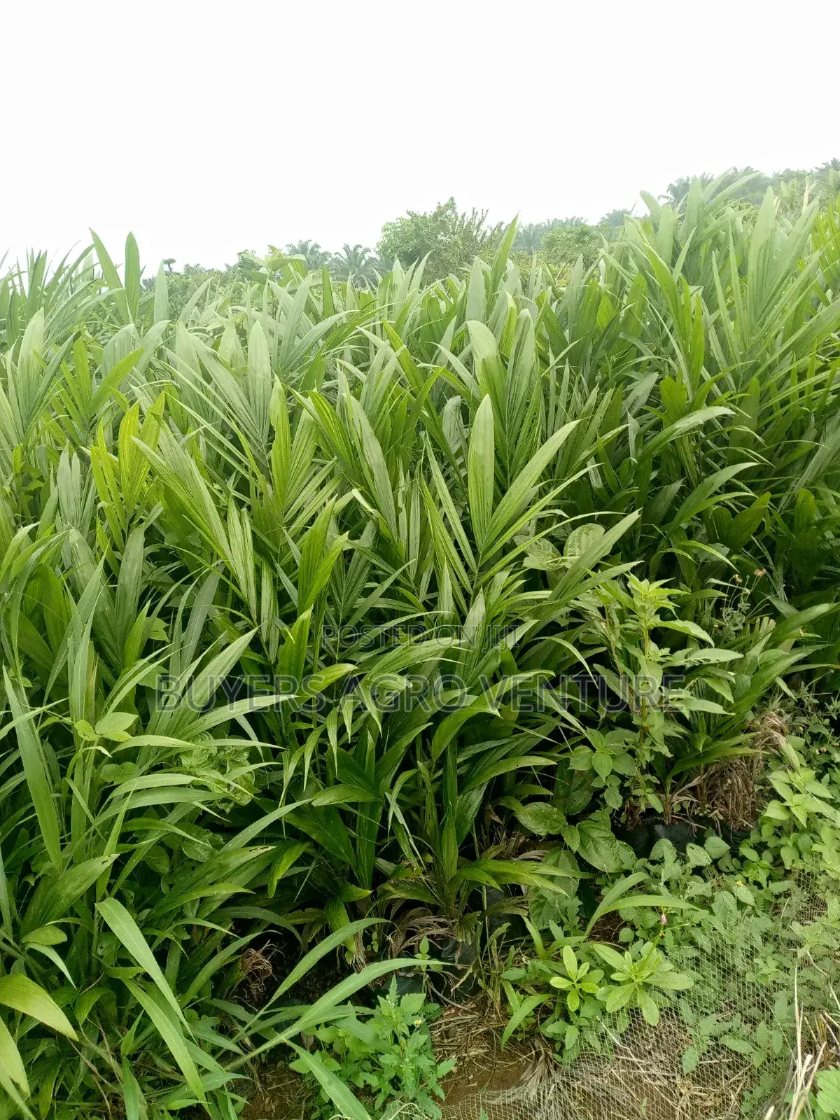 Malaysia Supergene Seedlings Here for You Really One