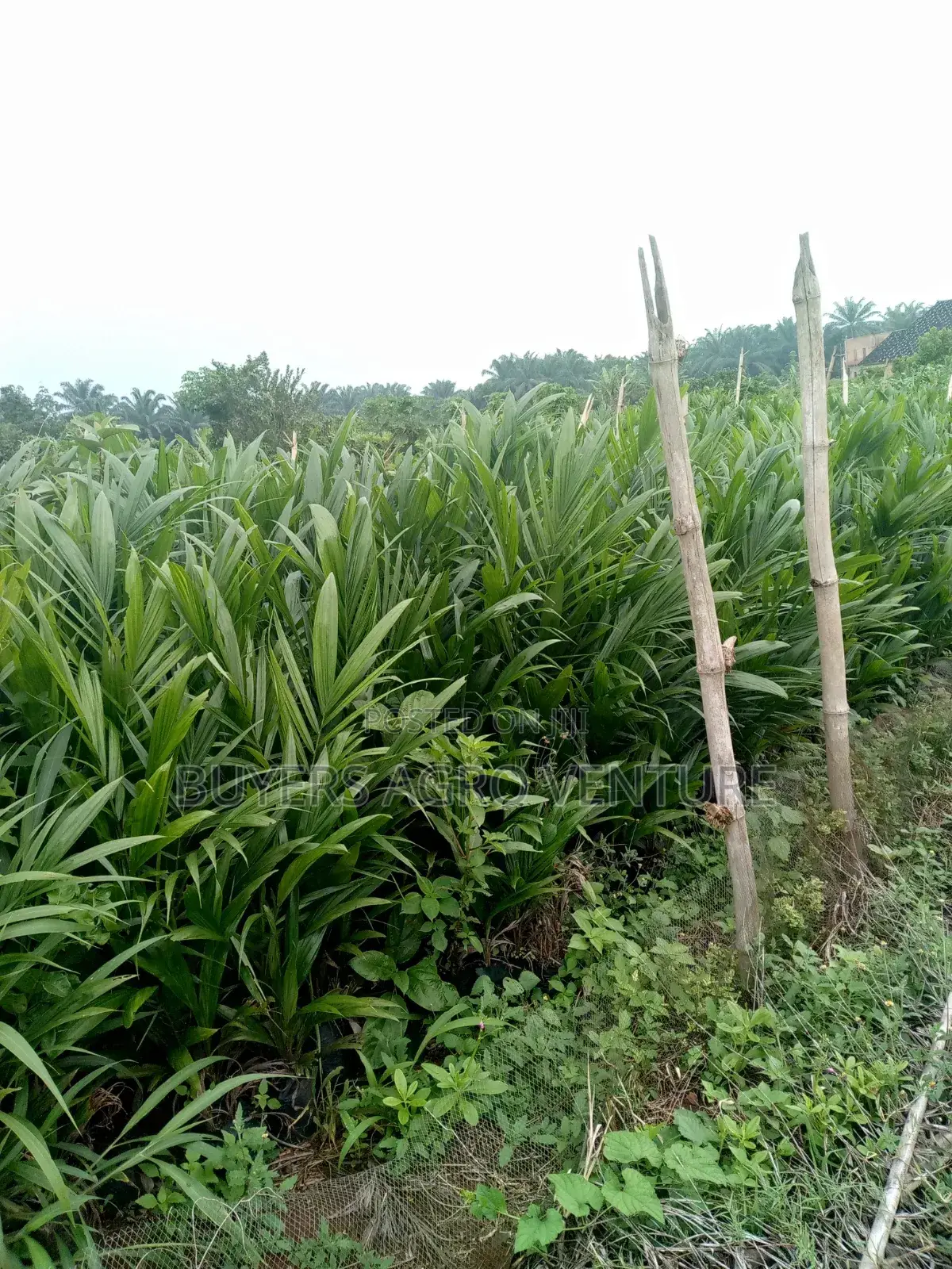 Malaysia Supergene Seedlings Here for You Really One