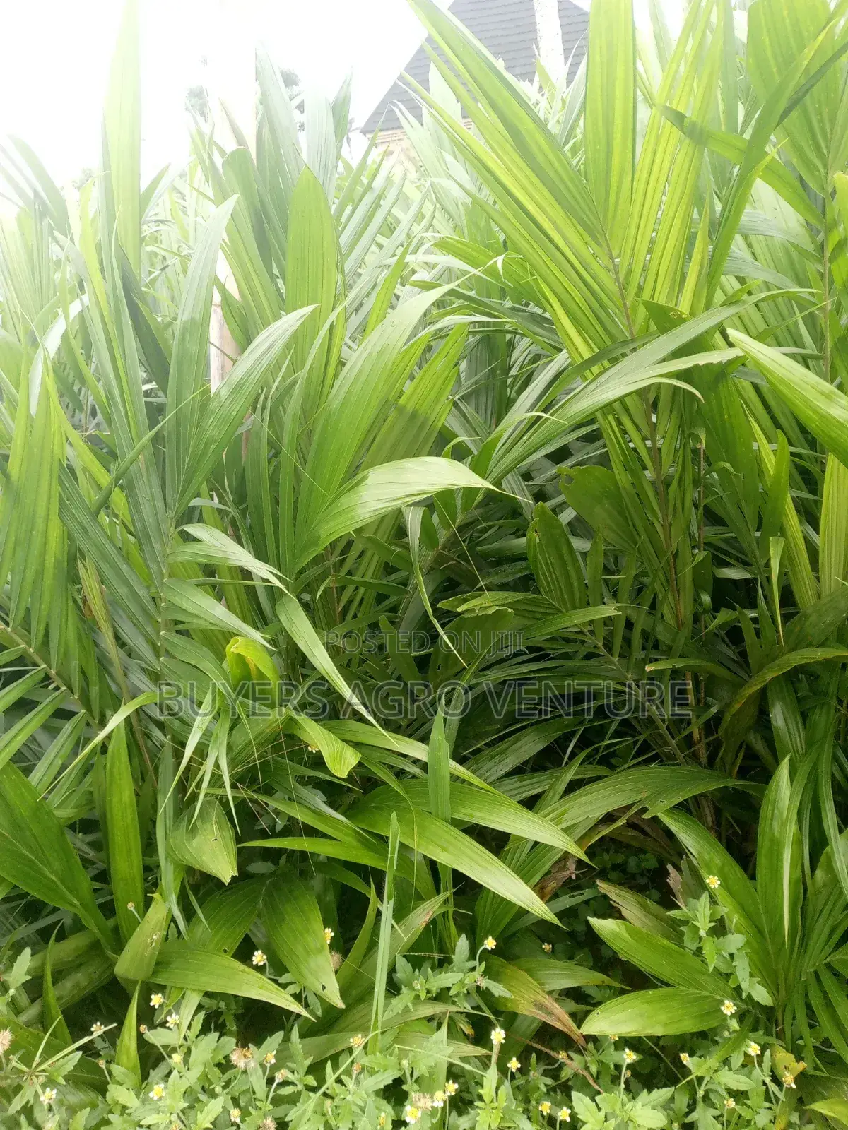 Malaysia Supergene Seedlings Here for You Really One