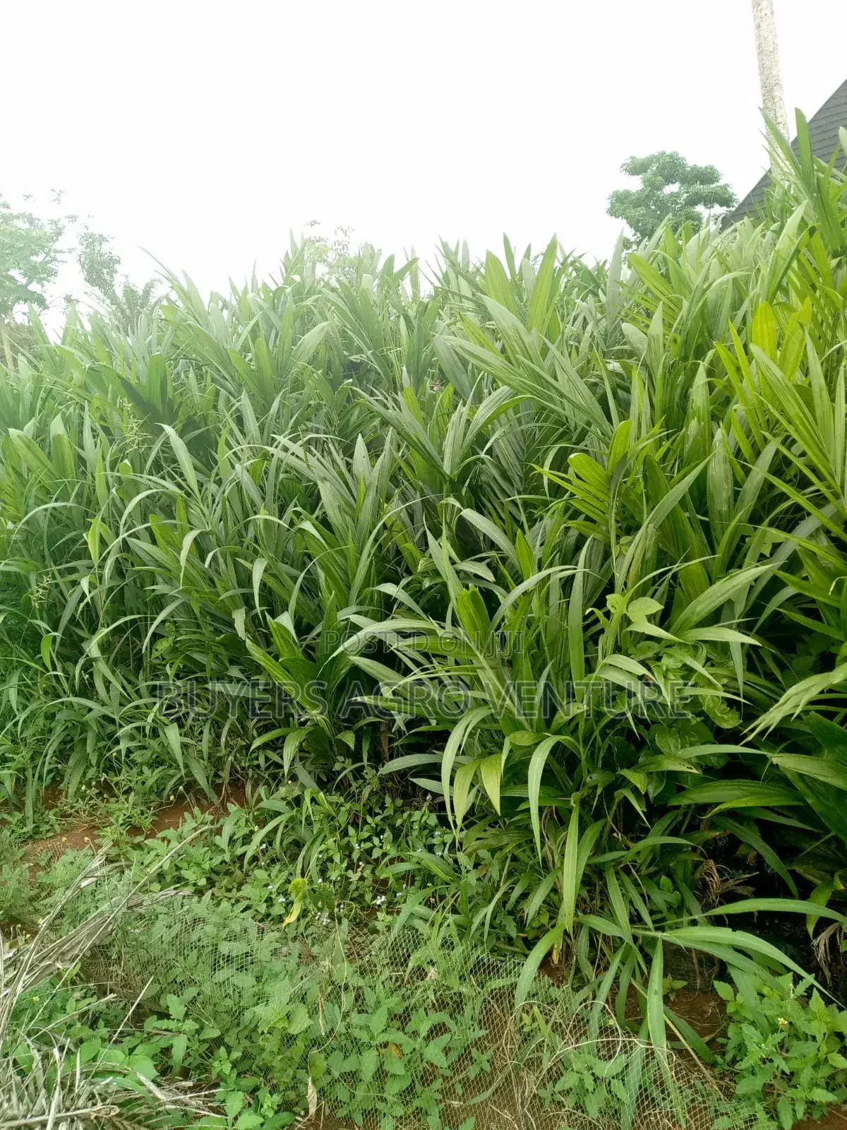 Malaysia Supergene Seedlings Here for You Really One