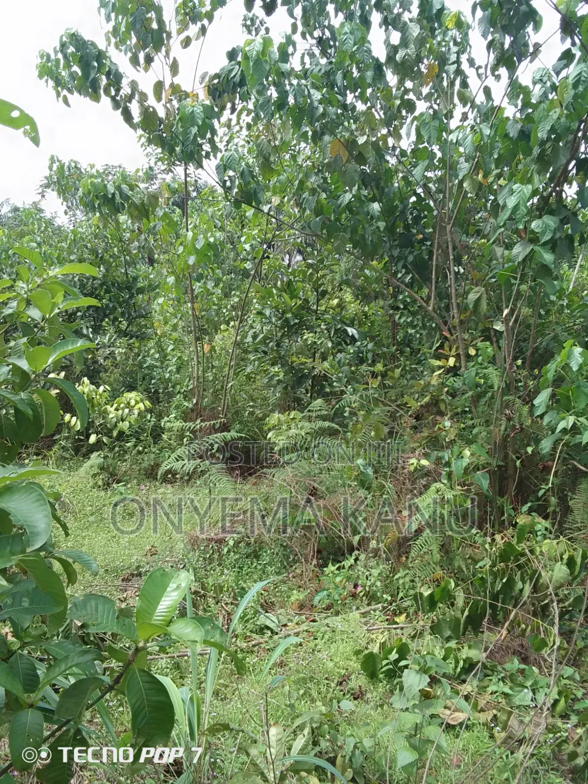 2 Plots Agricultural Land for Immediate Sale