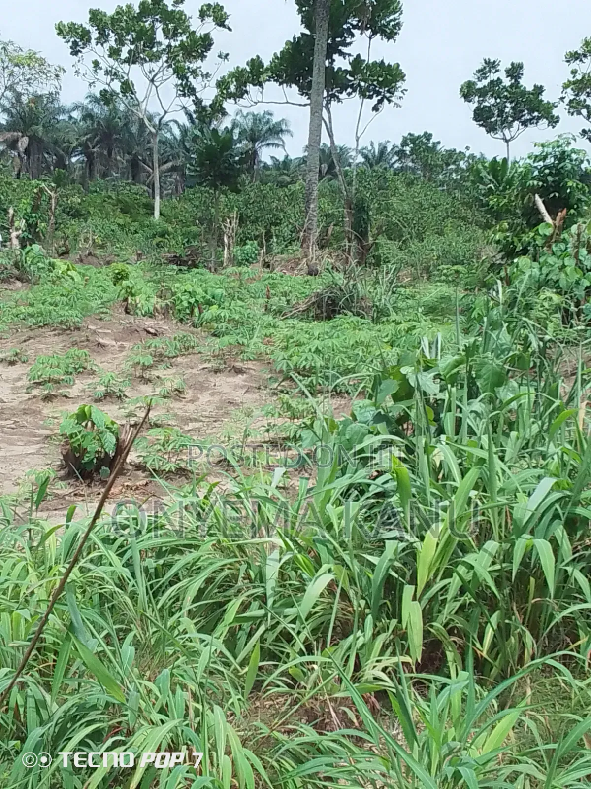 2 Plots Agricultural Land for Immediate Sale