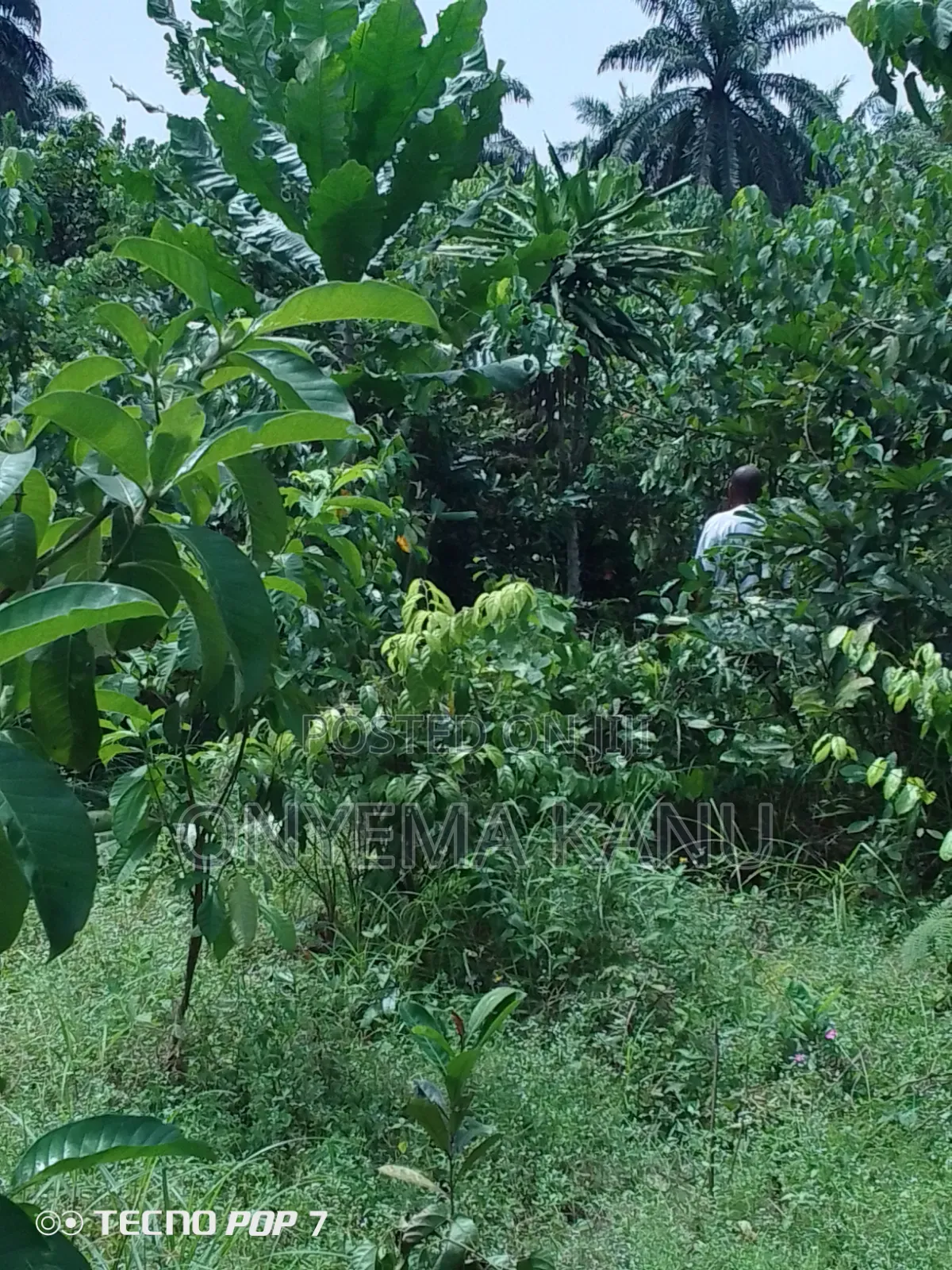 2 Plots Agricultural Land for Immediate Sale