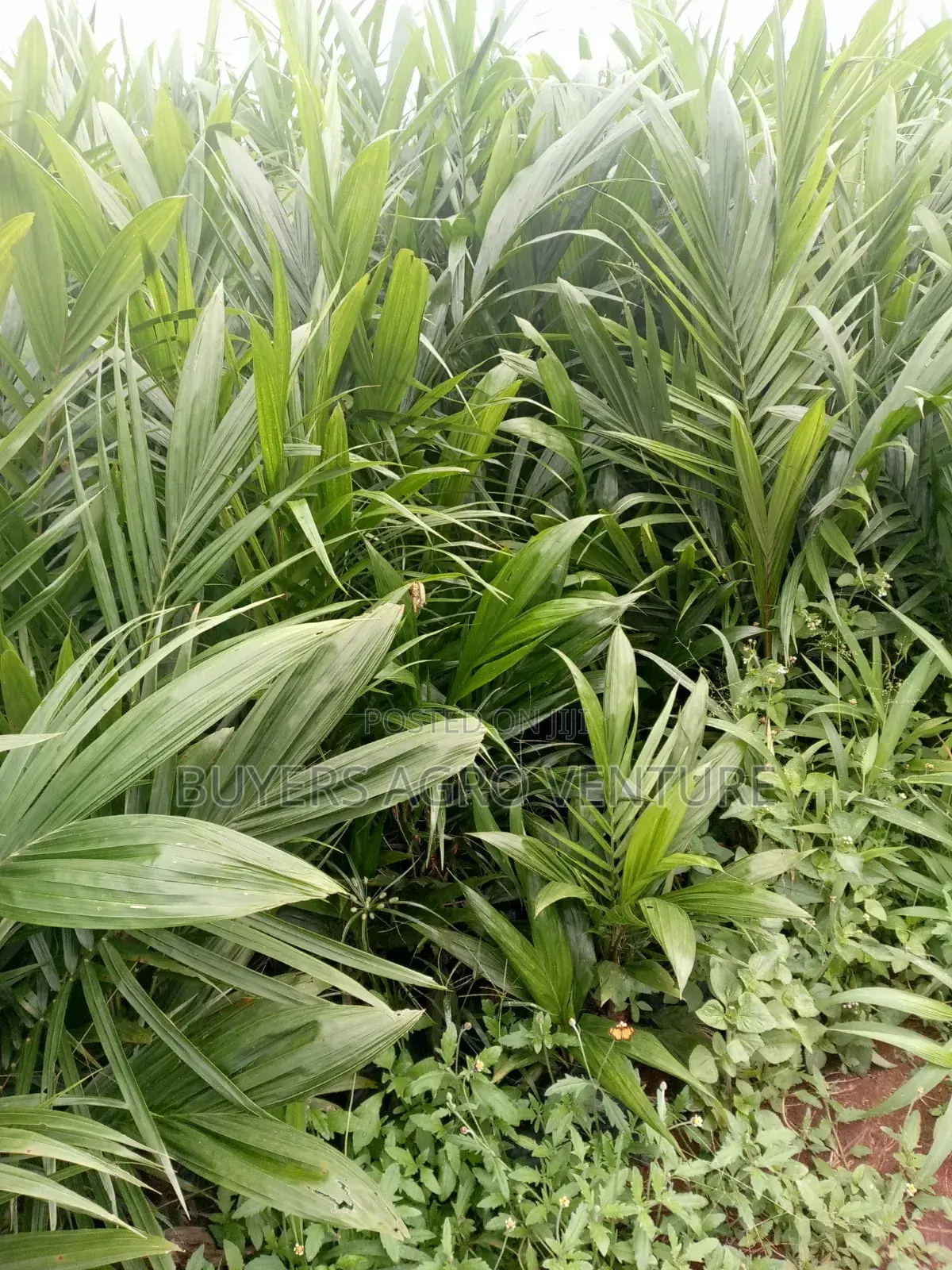 Come and Build Better Future With Our Malaysia Supergene Seedlings