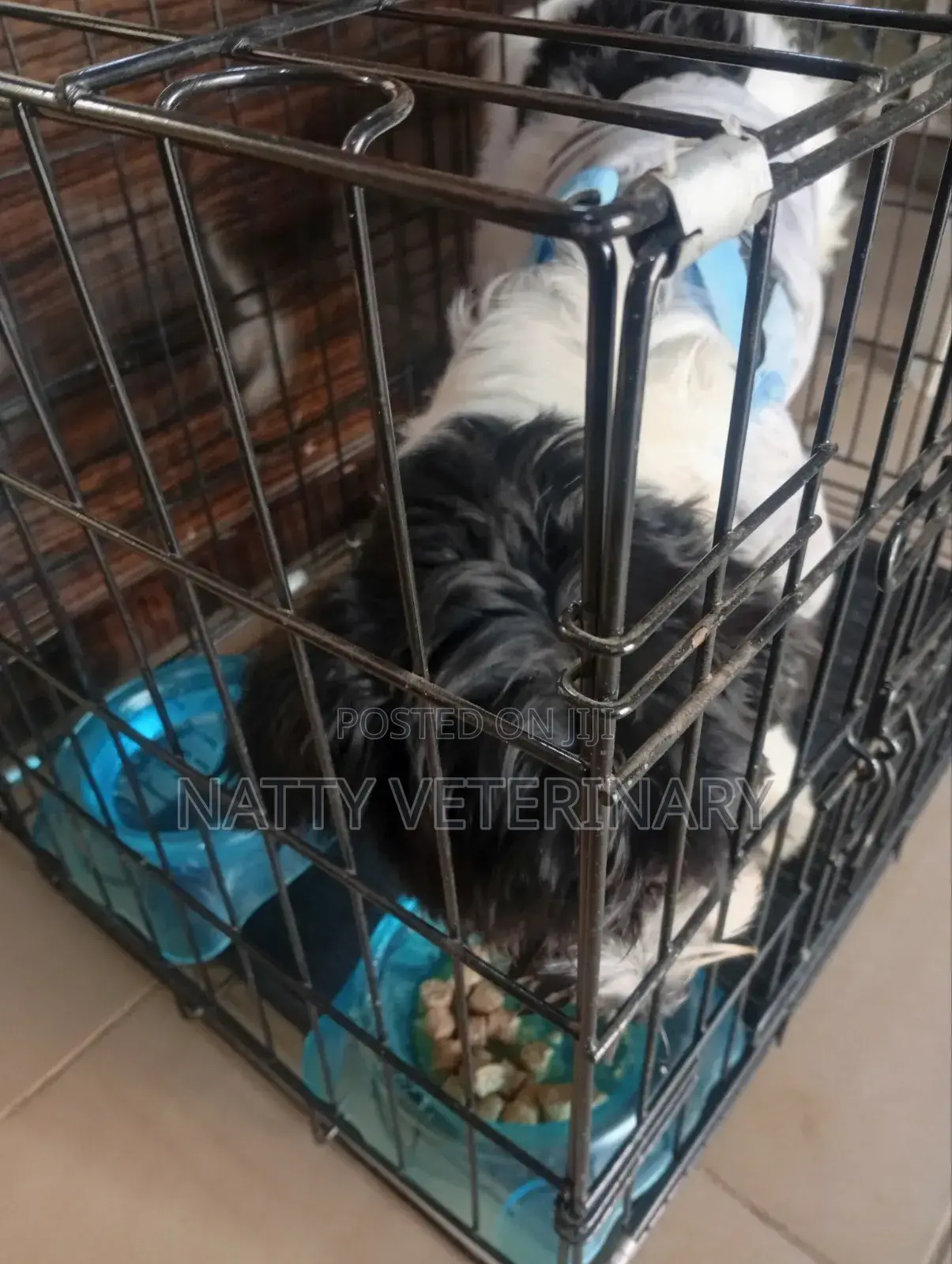 Natty Veterinary Clinic/Veterinary Doctor in Lugbe