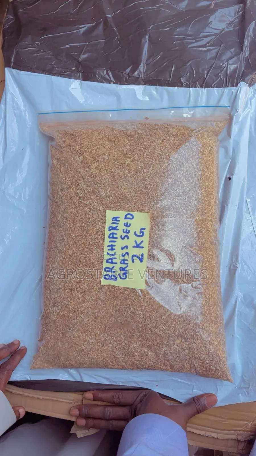 Brachiaria Grass Seed Per Kg