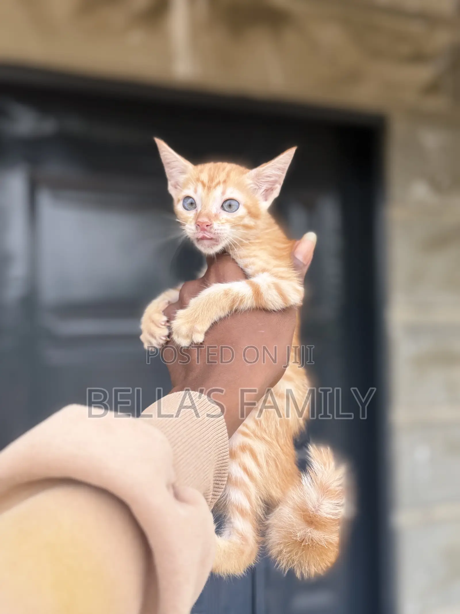 1-3 months Male Purebred American Shorthair