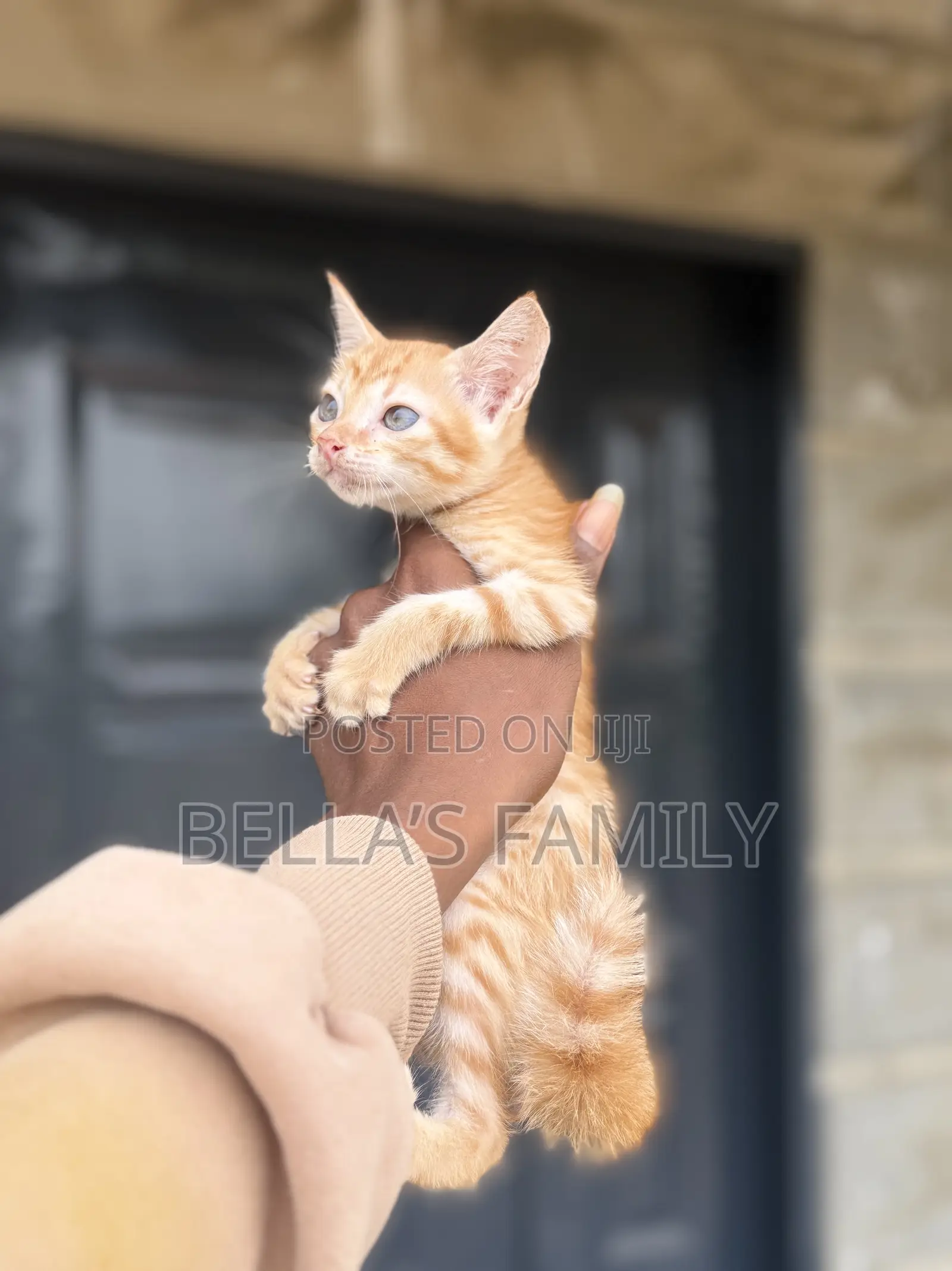 1-3 months Male Purebred American Shorthair