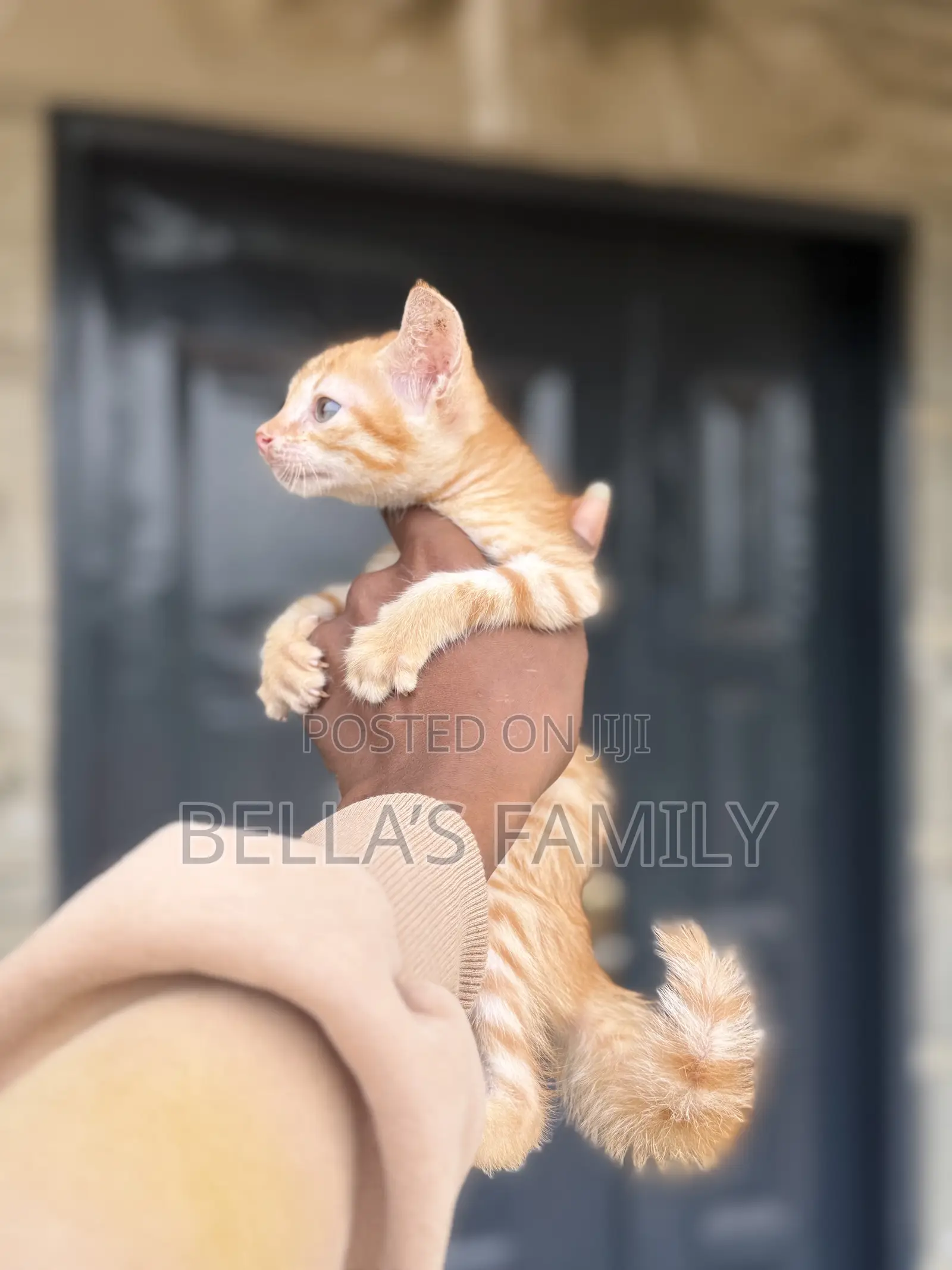 1-3 months Male Purebred American Shorthair