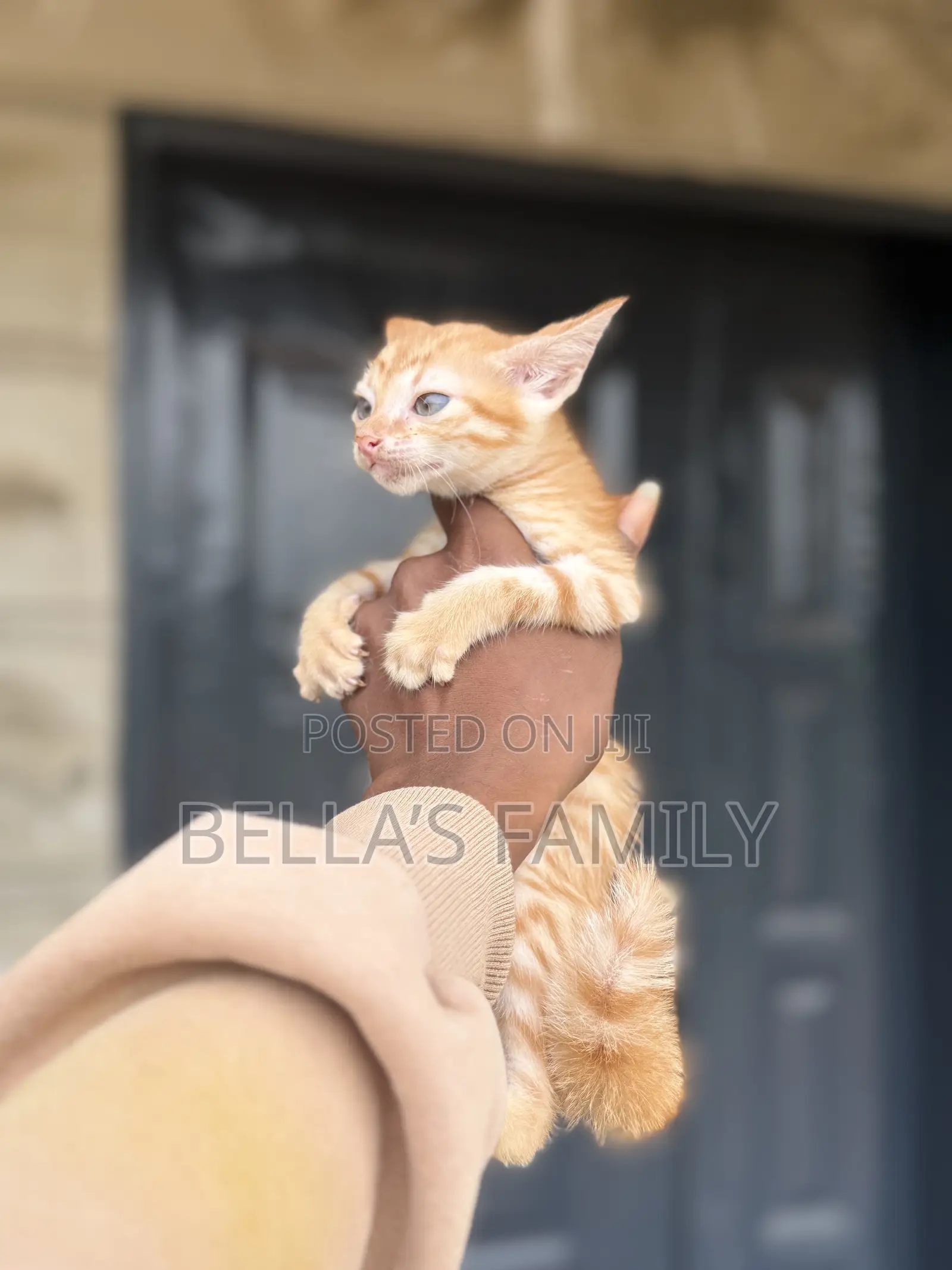 1-3 months Male Purebred American Shorthair