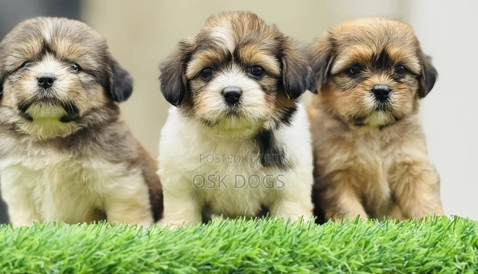 1-3 months Male Purebred Lhasa Apso