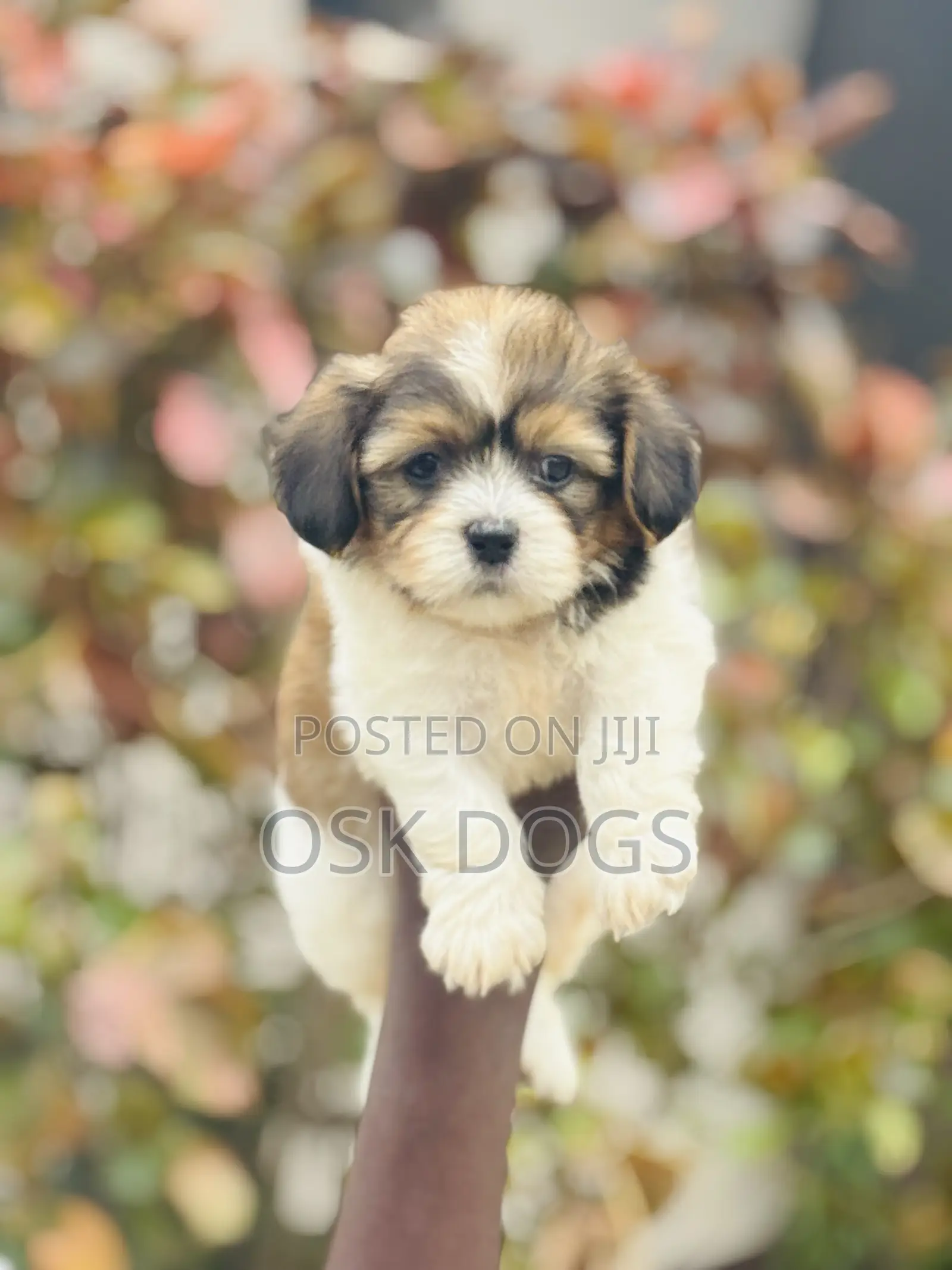 1-3 months Male Purebred Lhasa Apso