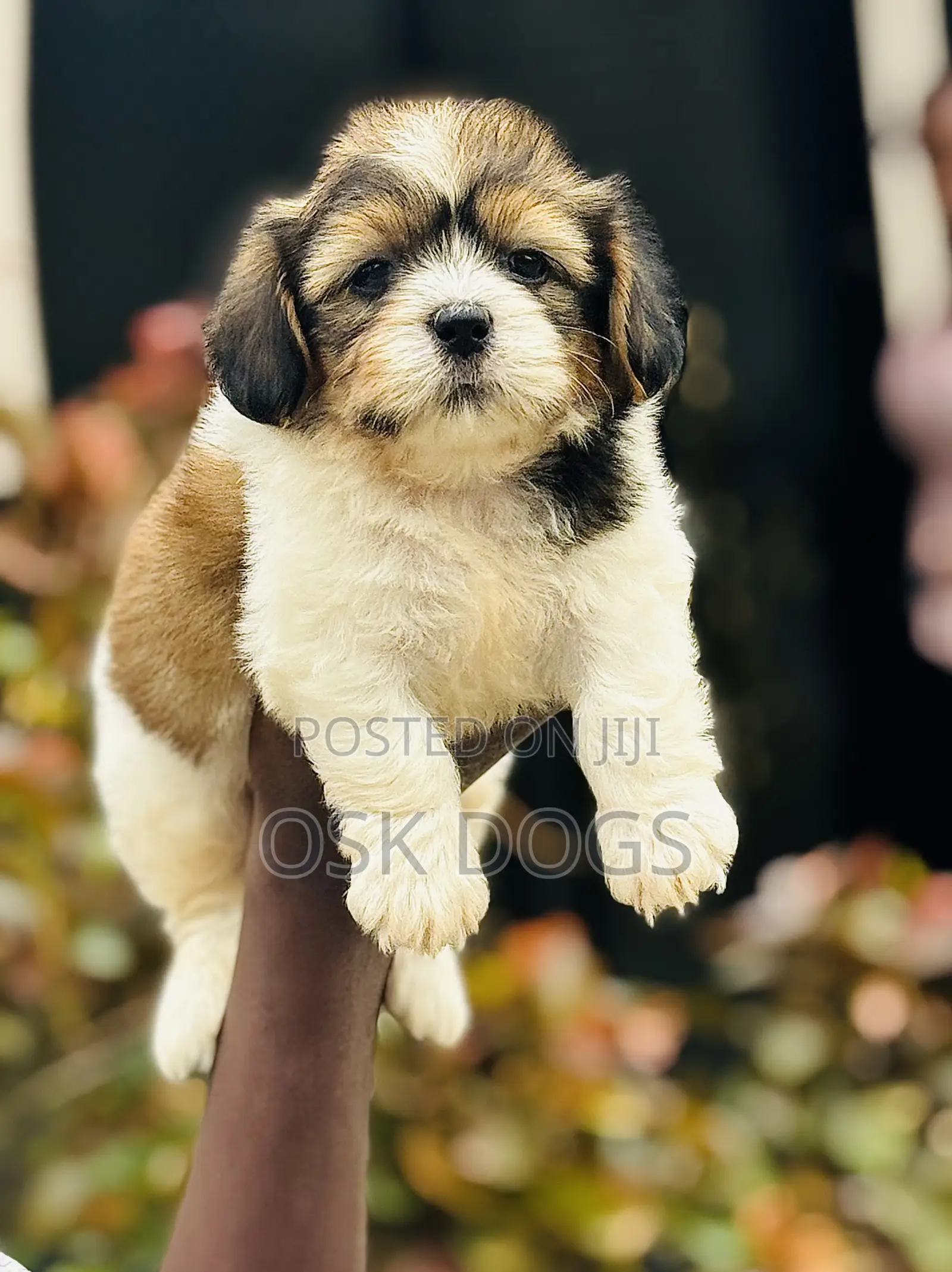 1-3 months Male Purebred Lhasa Apso