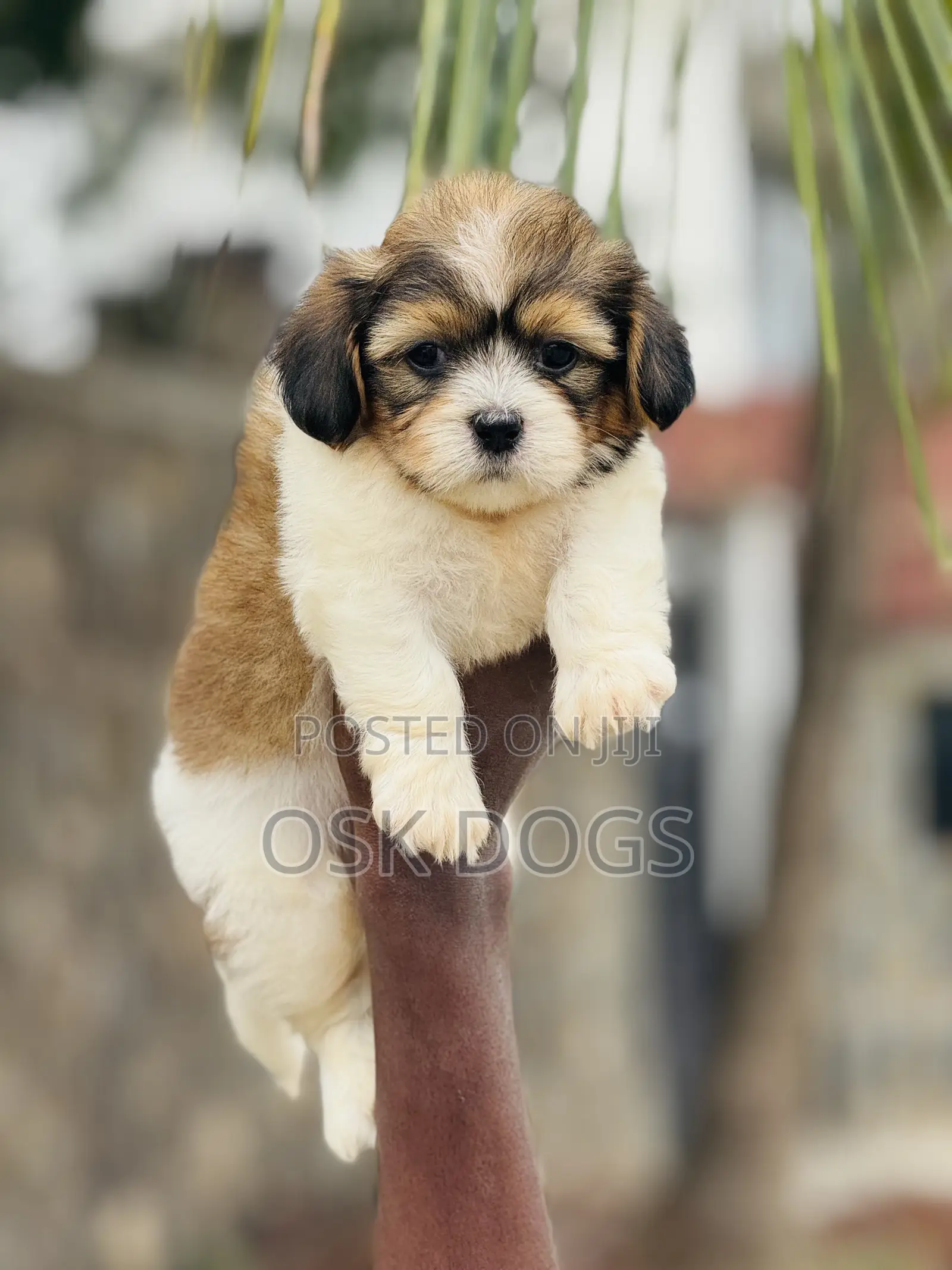 1-3 months Female Purebred Lhasa Apso