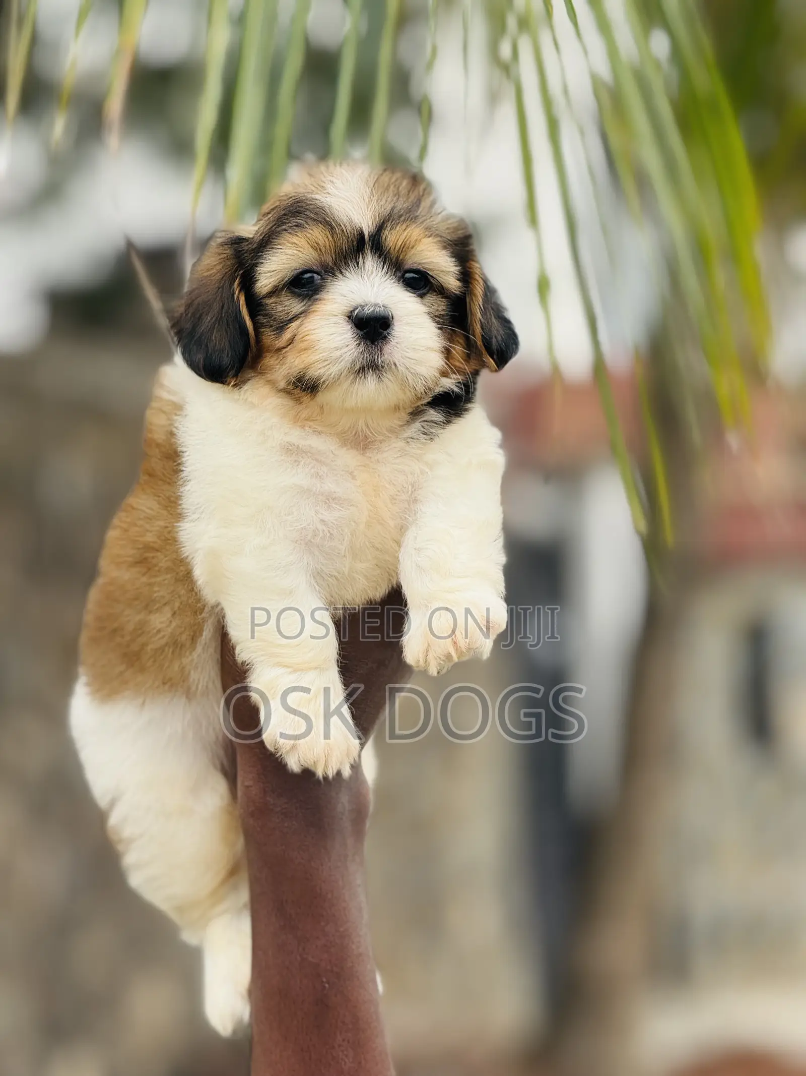 1-3 months Female Purebred Lhasa Apso