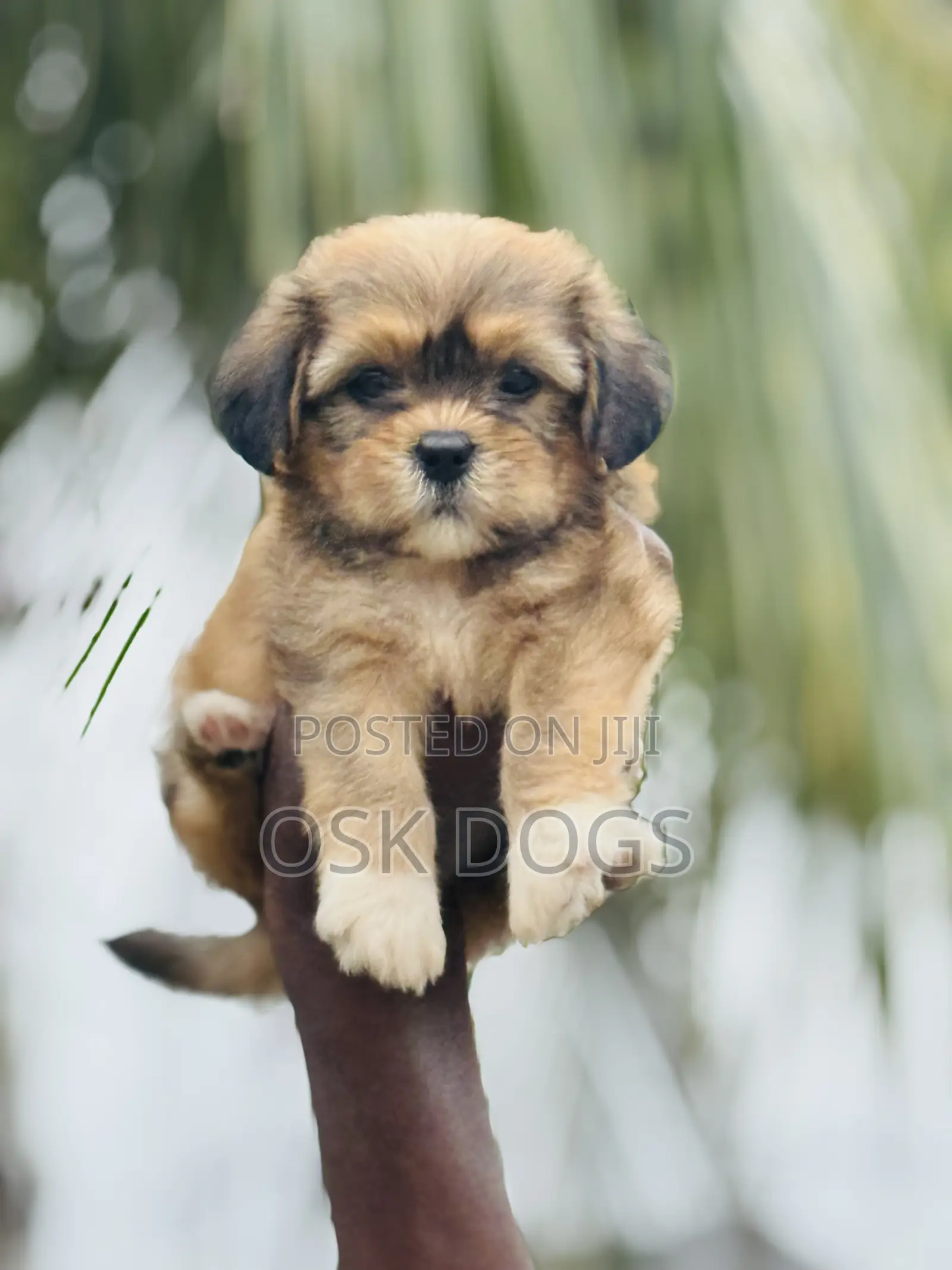 1-3 months Female Purebred Lhasa Apso