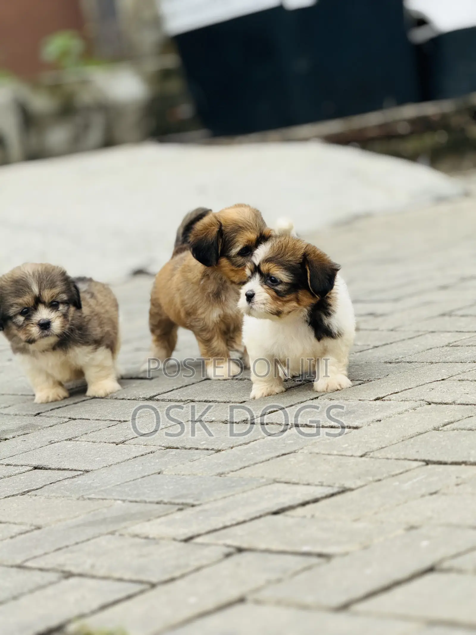 1-3 months Female Purebred Lhasa Apso