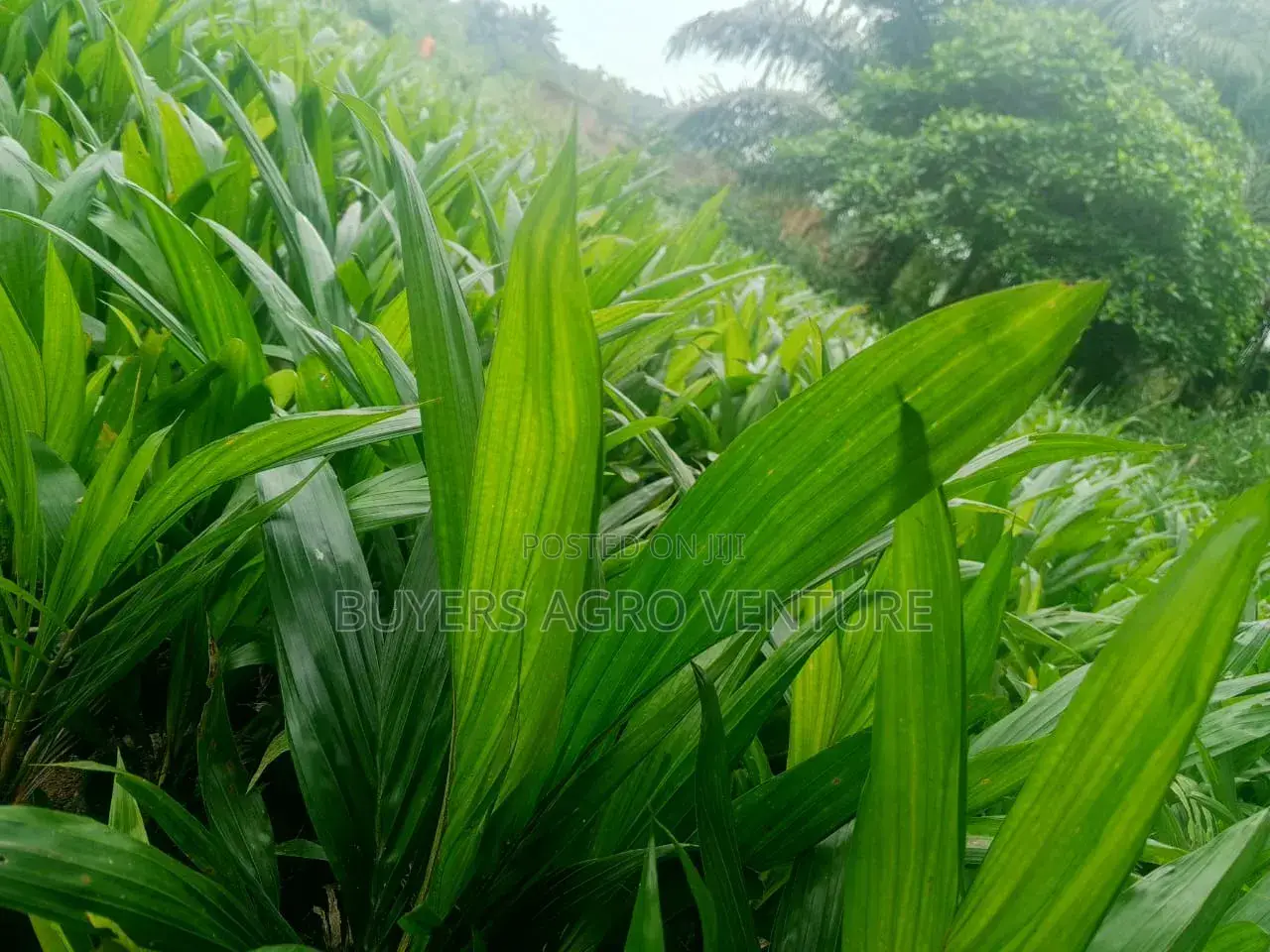 Palm Seedlings Hybrid Tenera Here for You Buy Now