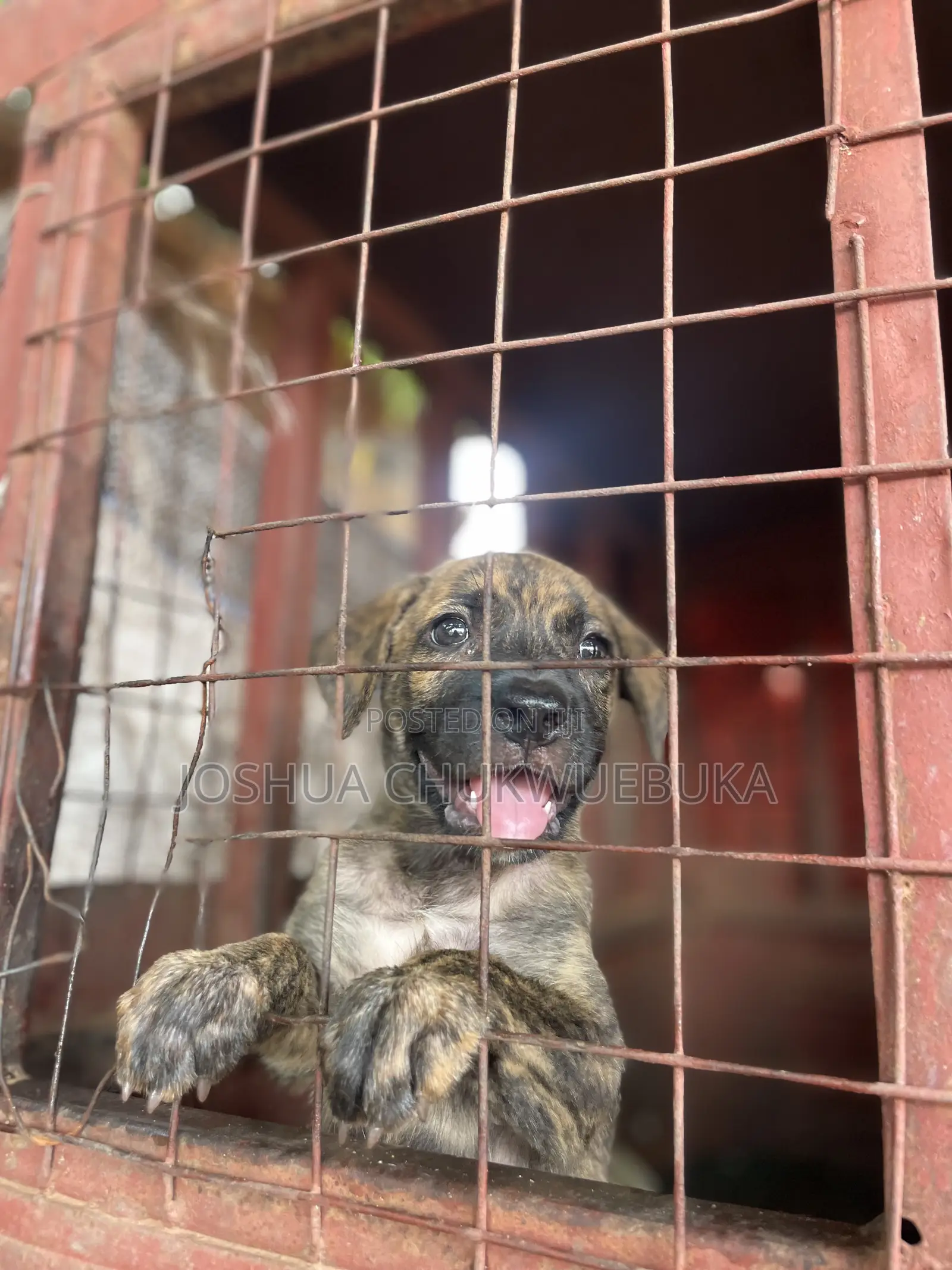 1-3 months Female Purebred Cane Corso