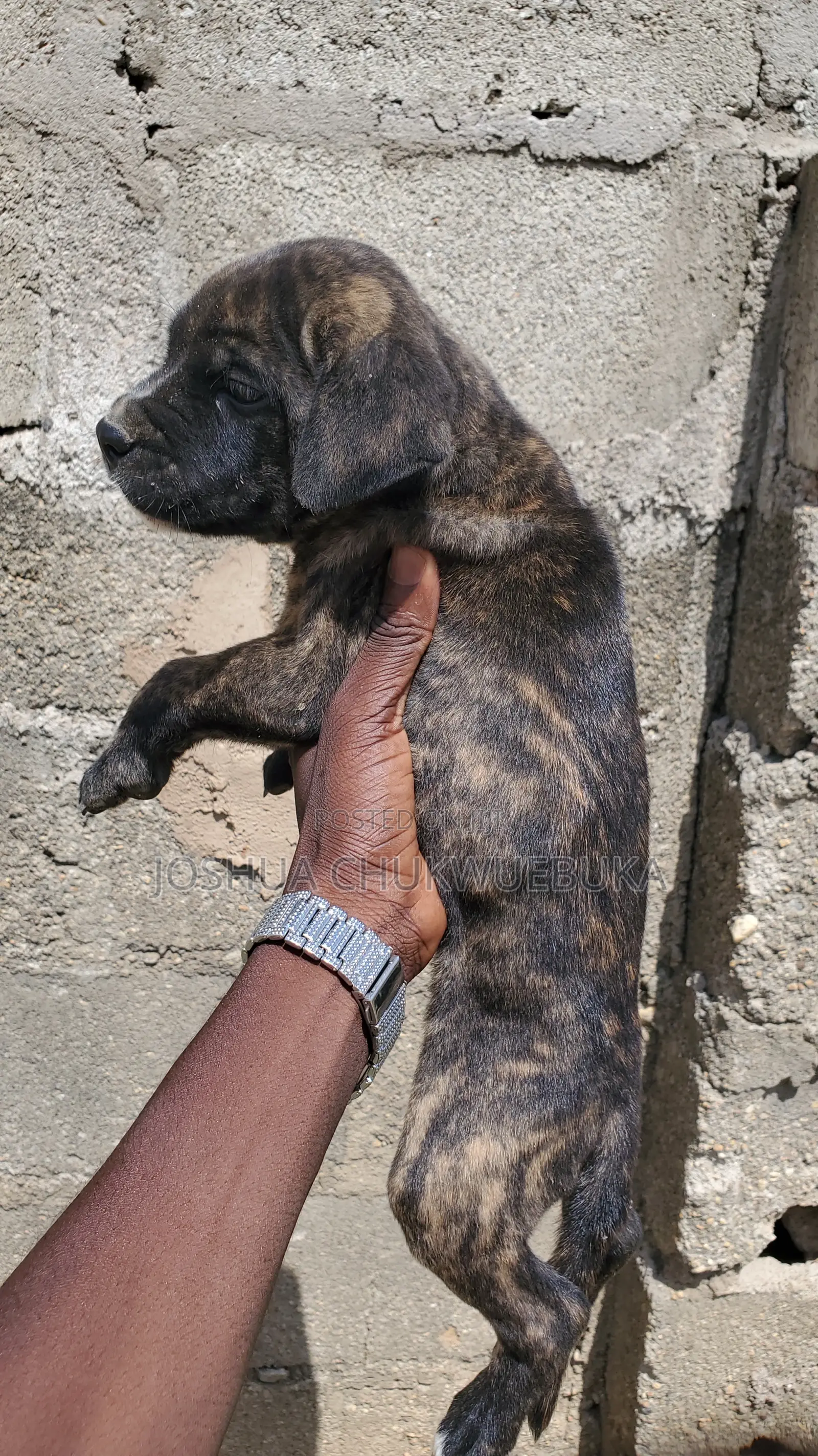 1-3 months Female Purebred Cane Corso