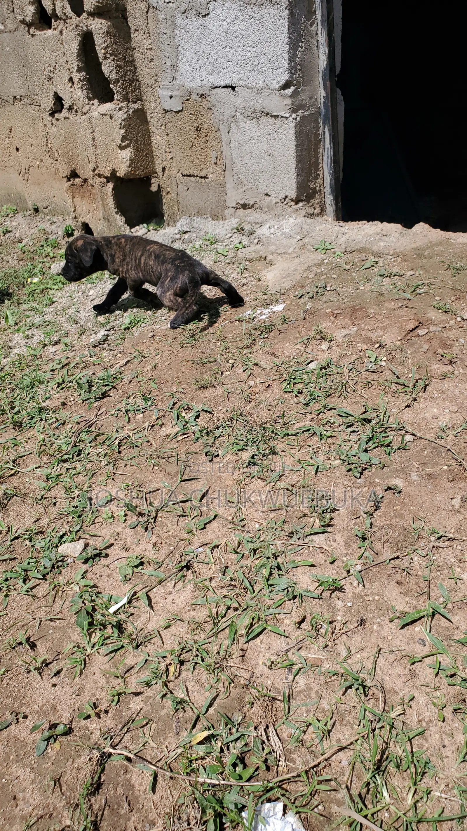 1-3 months Female Purebred Cane Corso