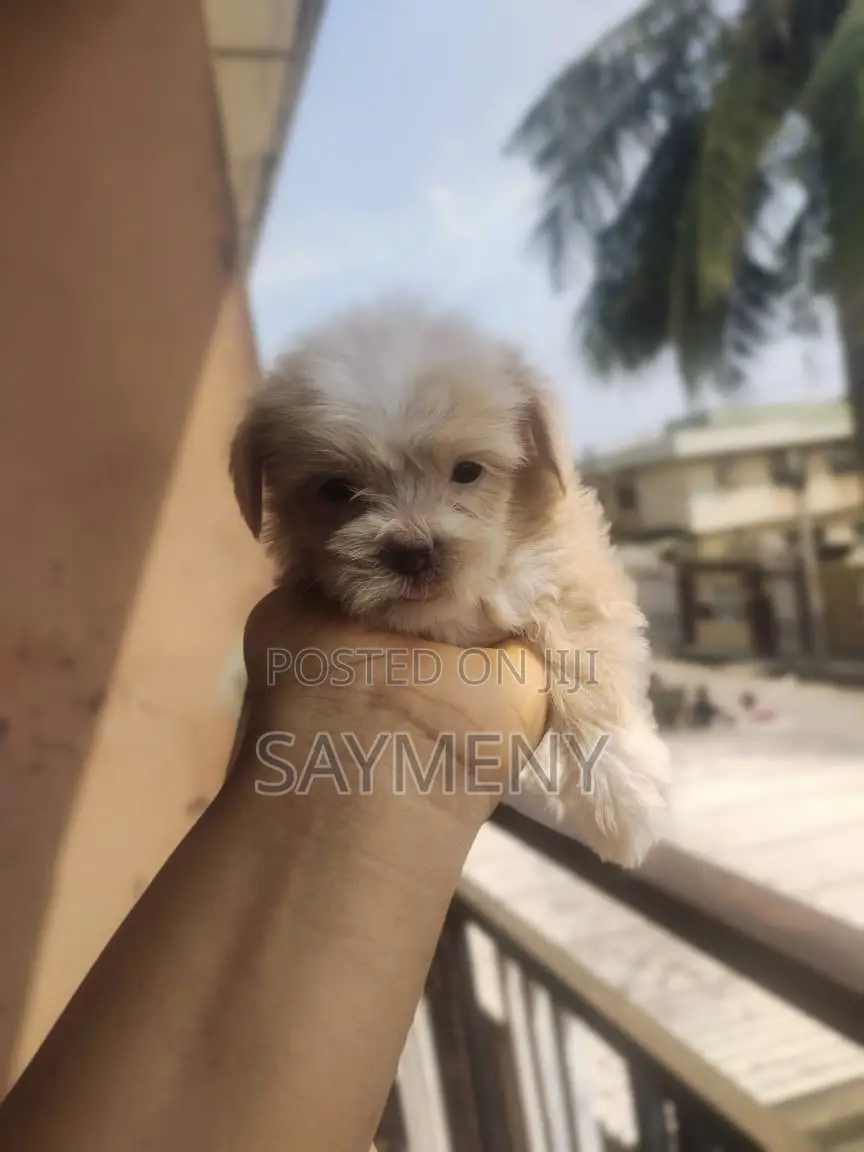 1-3 months Male Purebred Lhasa Apso
