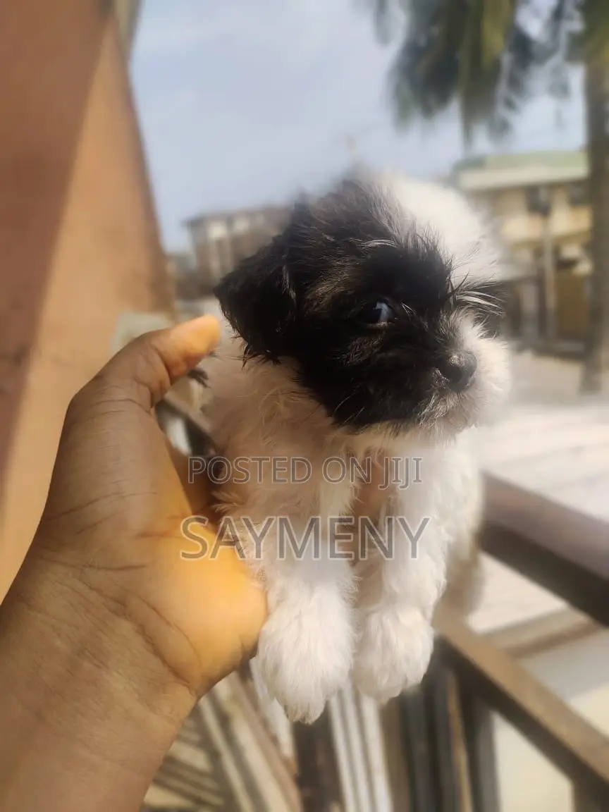 1-3 months Male Purebred Lhasa Apso