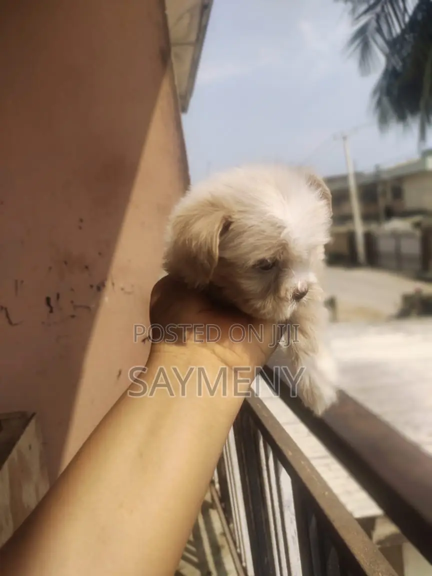 1-3 months Male Purebred Lhasa Apso