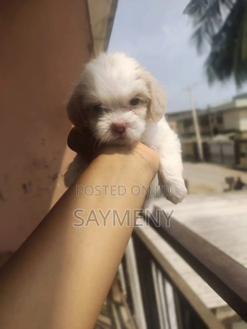 1-3 months Male Purebred Lhasa Apso