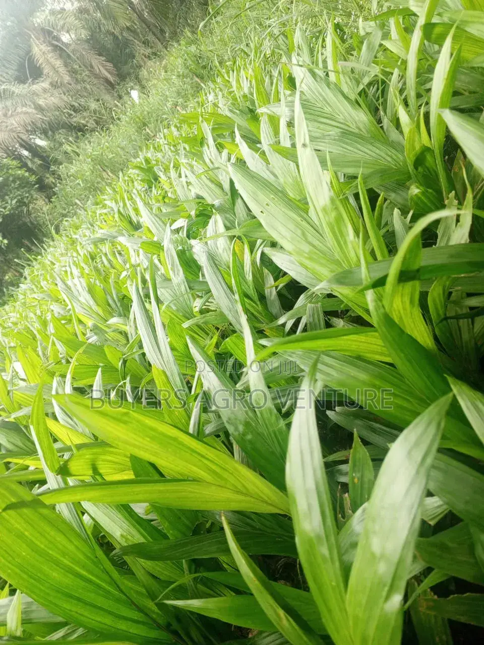 Bulk Your Seedlings Now and Thank Me Later