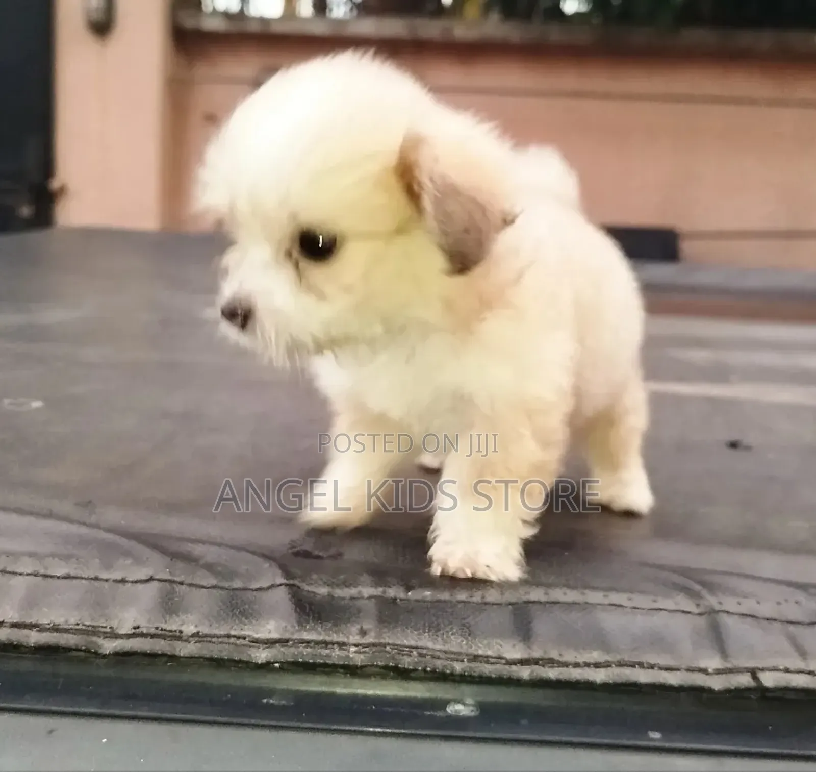 1-3 months Female Purebred Lhasa Apso