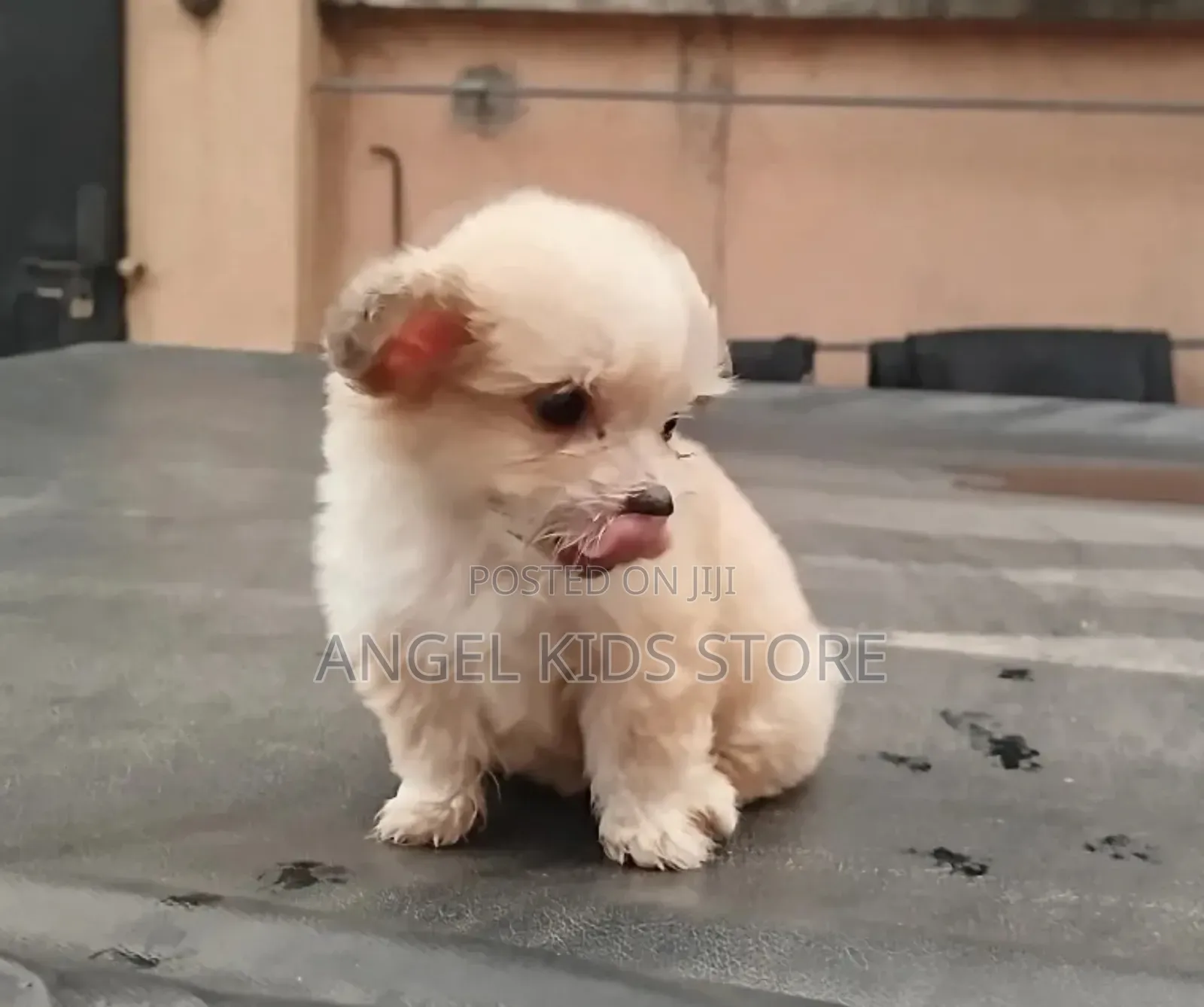 1-3 months Female Purebred Lhasa Apso