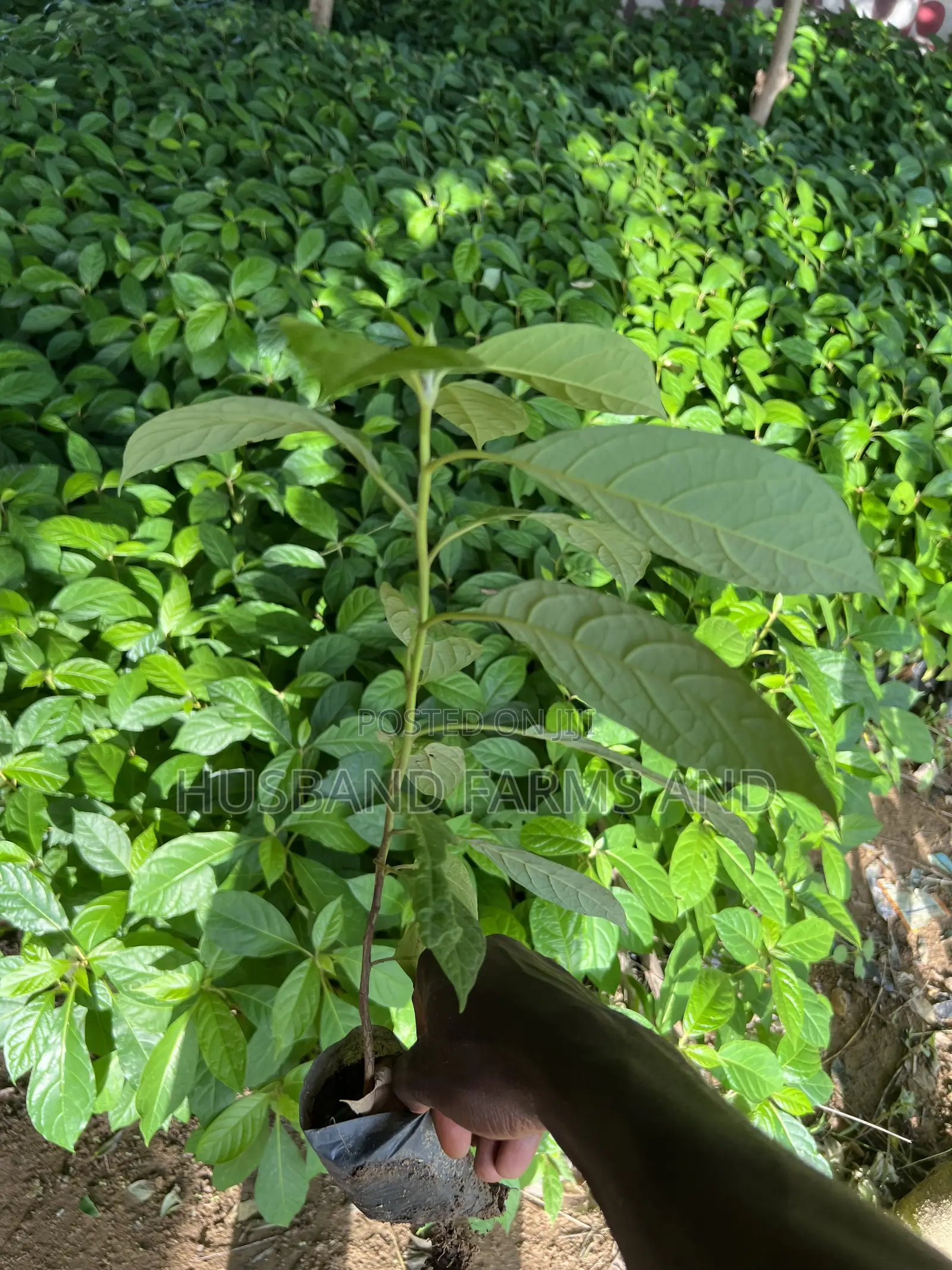 Afara (White Afara) Seedlings