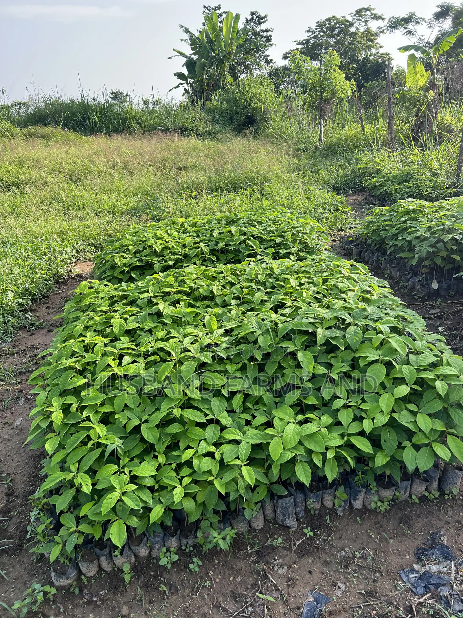 Afara (White Afara) Seedlings