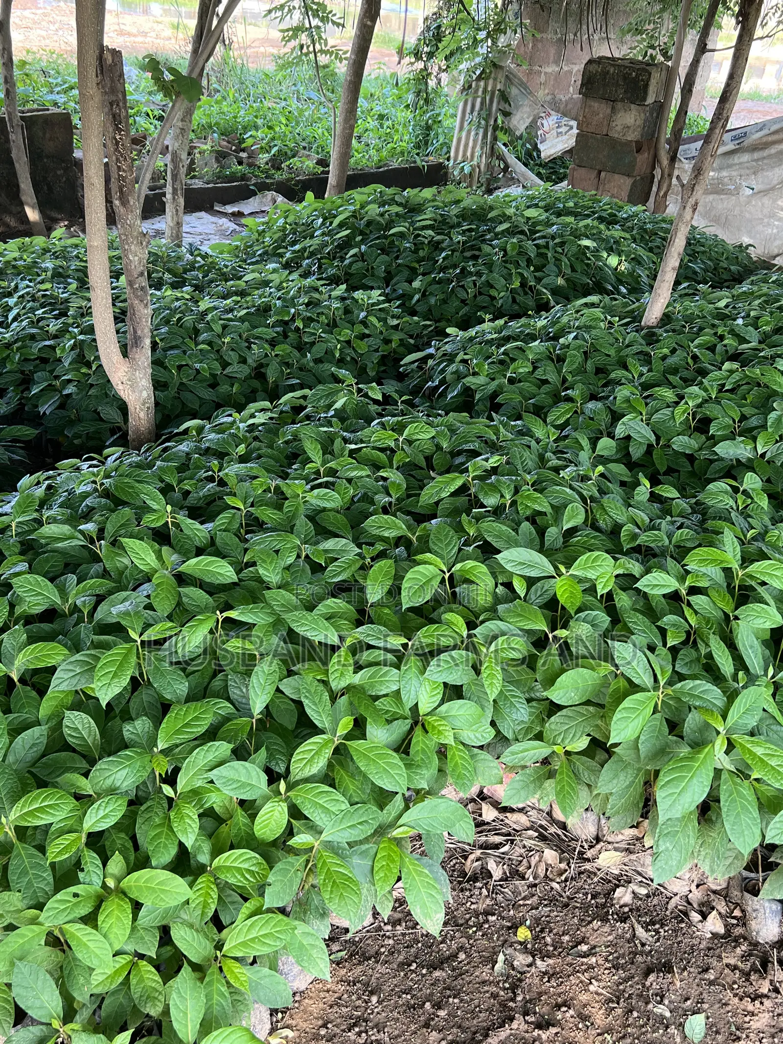 Afara (White Afara) Seedlings