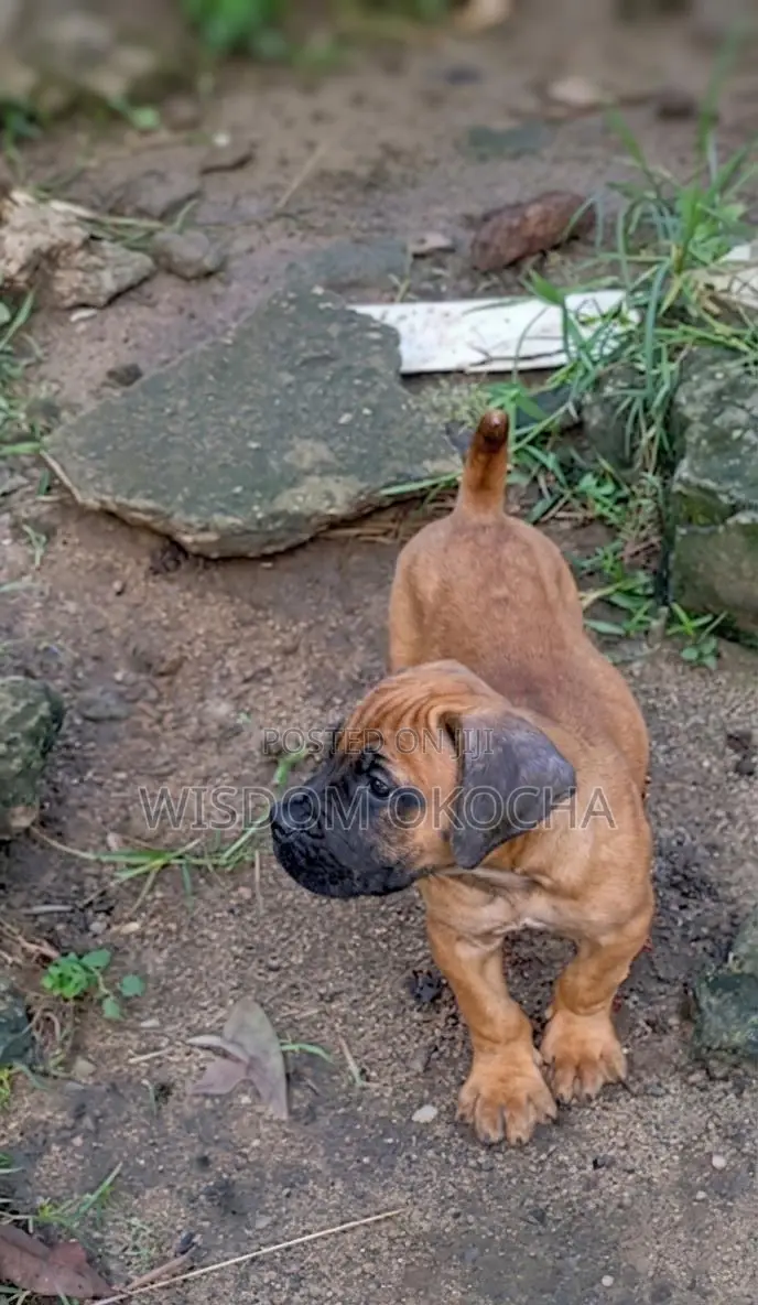 3-6 months Male Purebred Boerboel