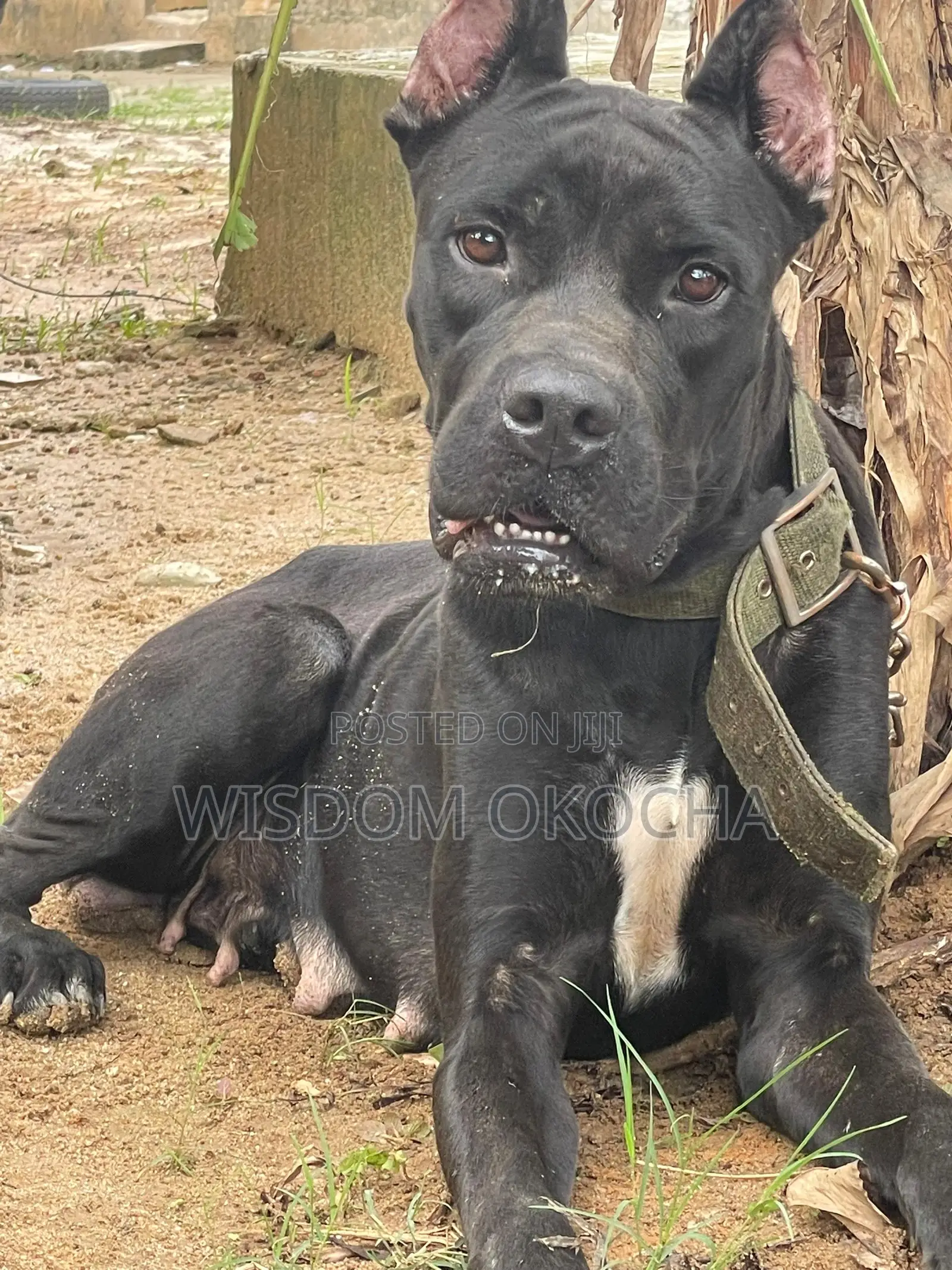 1+ year Female Purebred Cane Corso