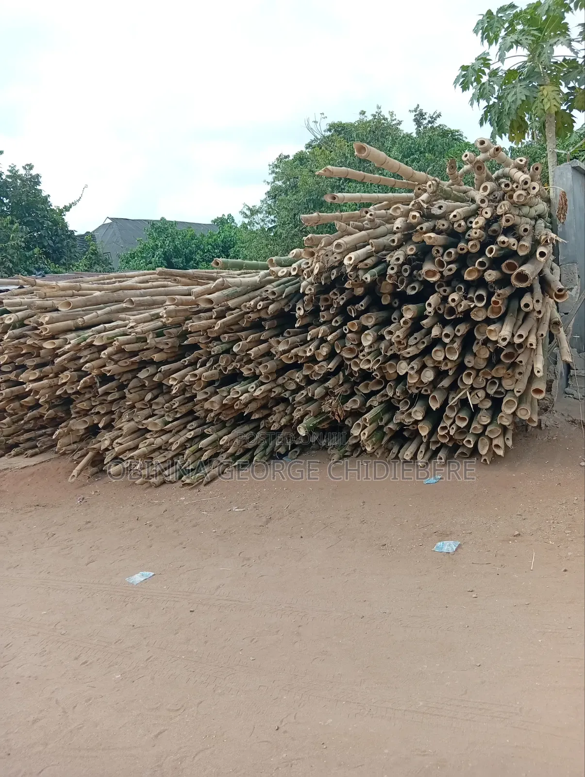 Bamboo Tree