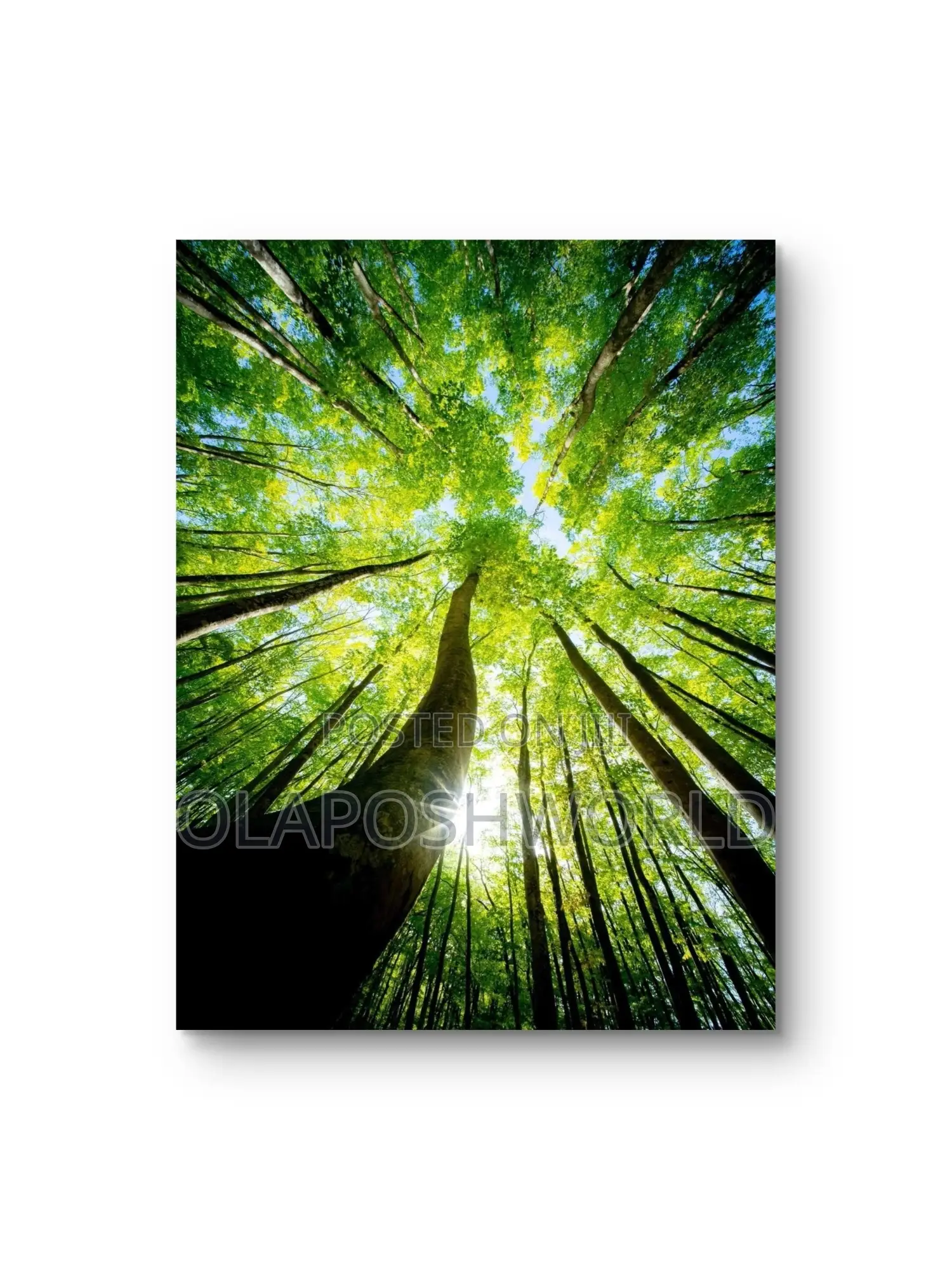 Greenwood Canvas Wall Art