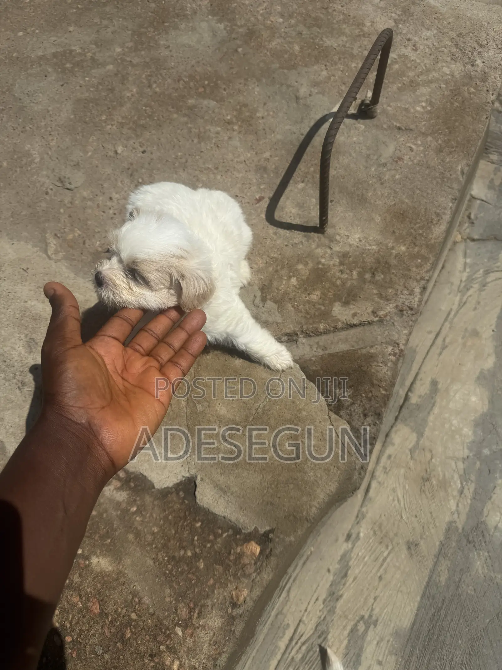 1-3 months Male Purebred Lhasa Apso