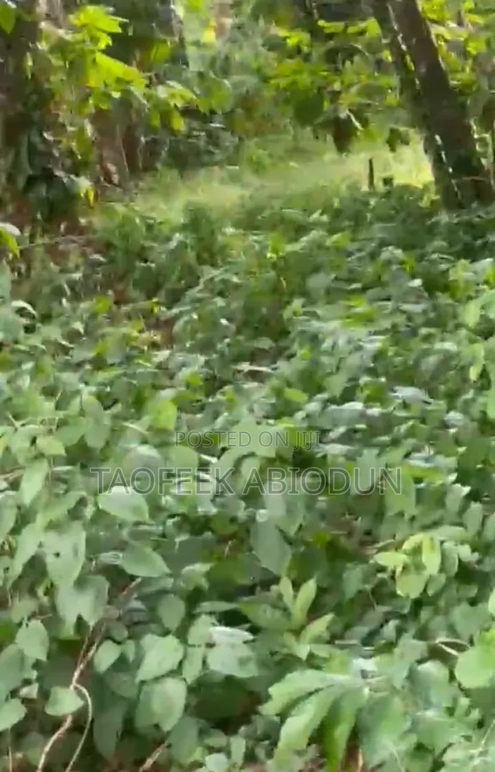 2 Acres of Young Cocoa Farm Land Is Ready for Sale