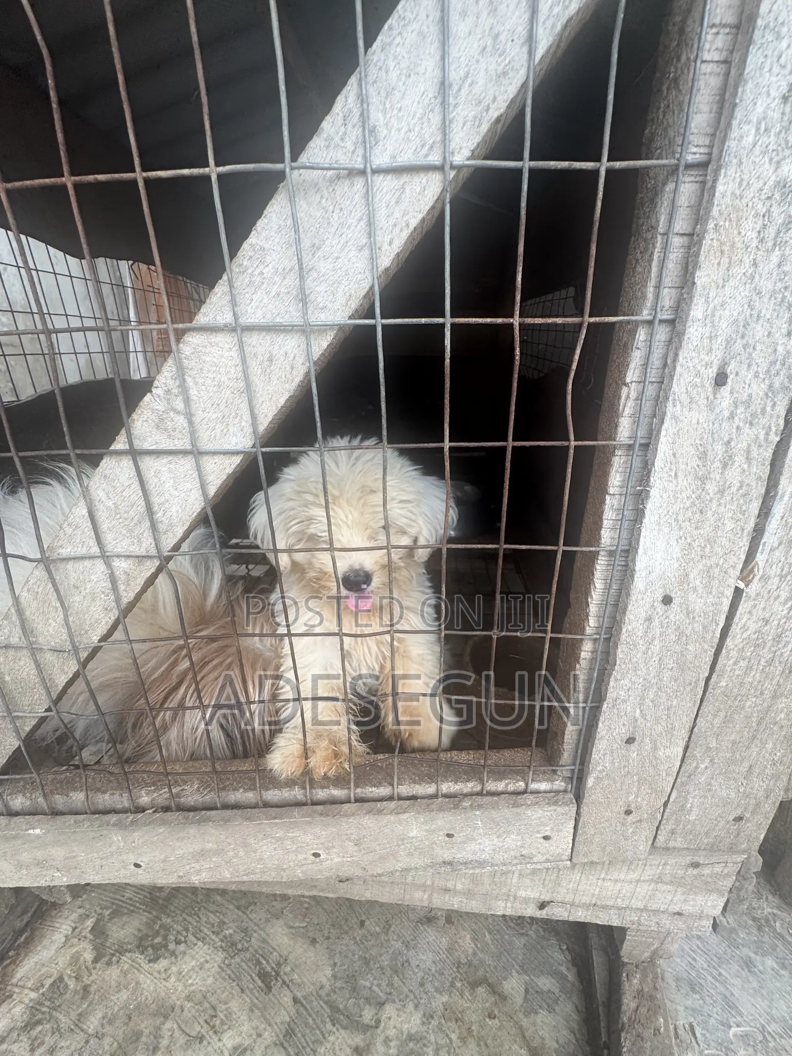 1-3 months Male Purebred Lhasa Apso