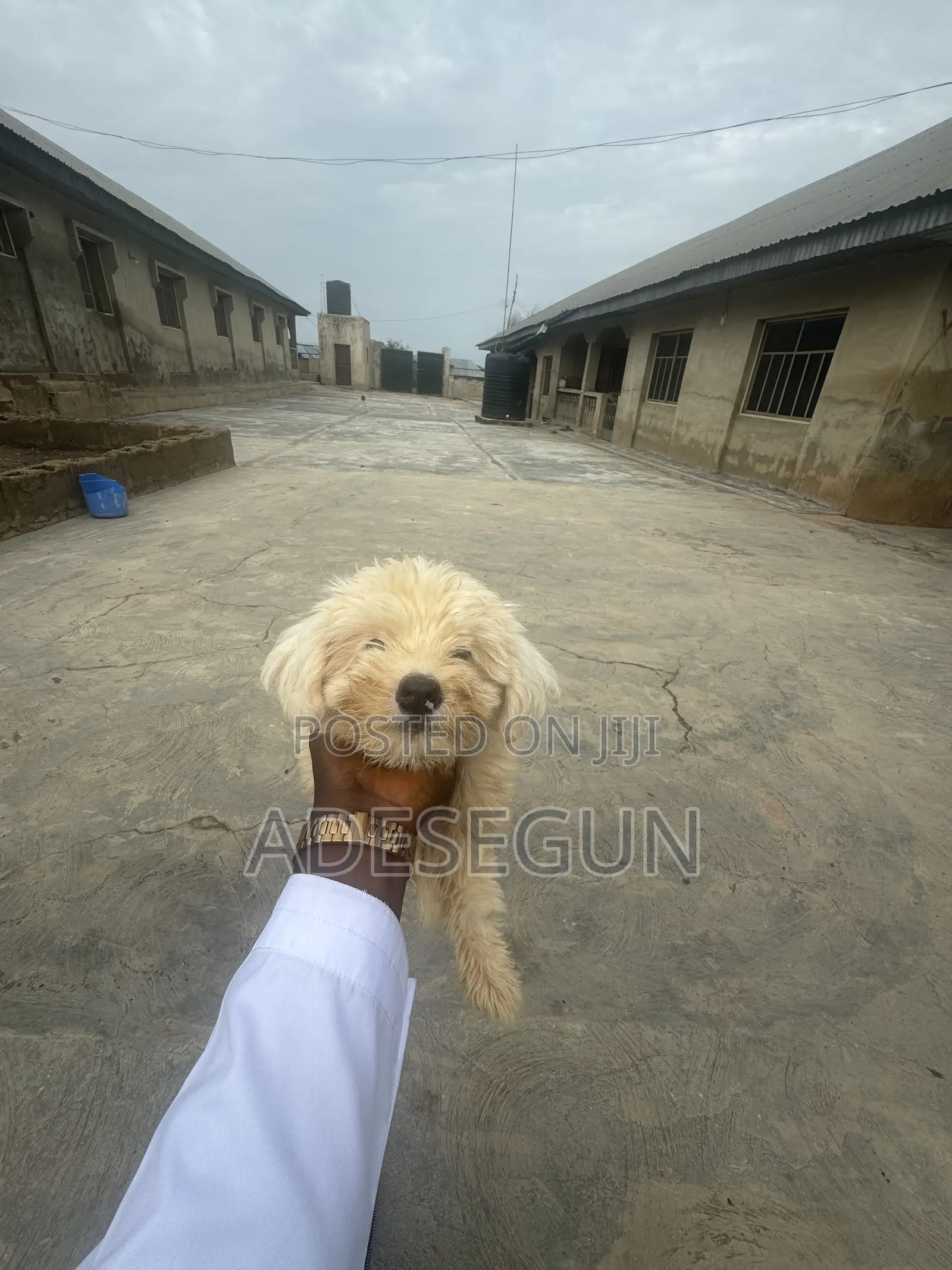 1-3 months Male Purebred Lhasa Apso