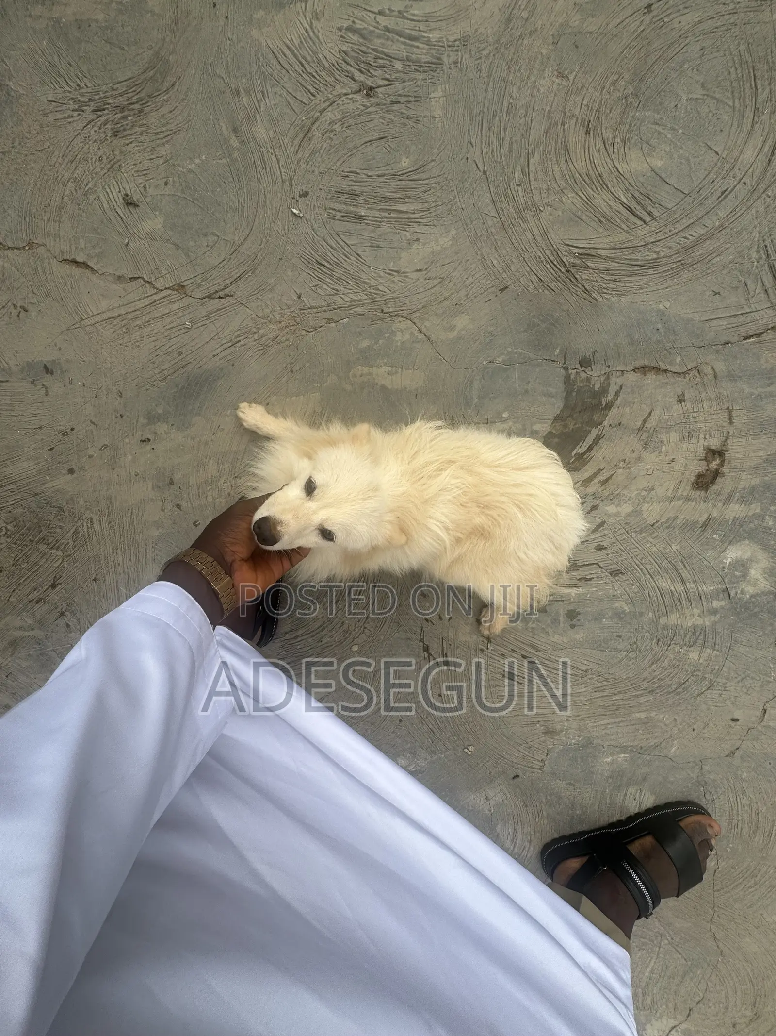 6-12 months Male Purebred American Eskimo