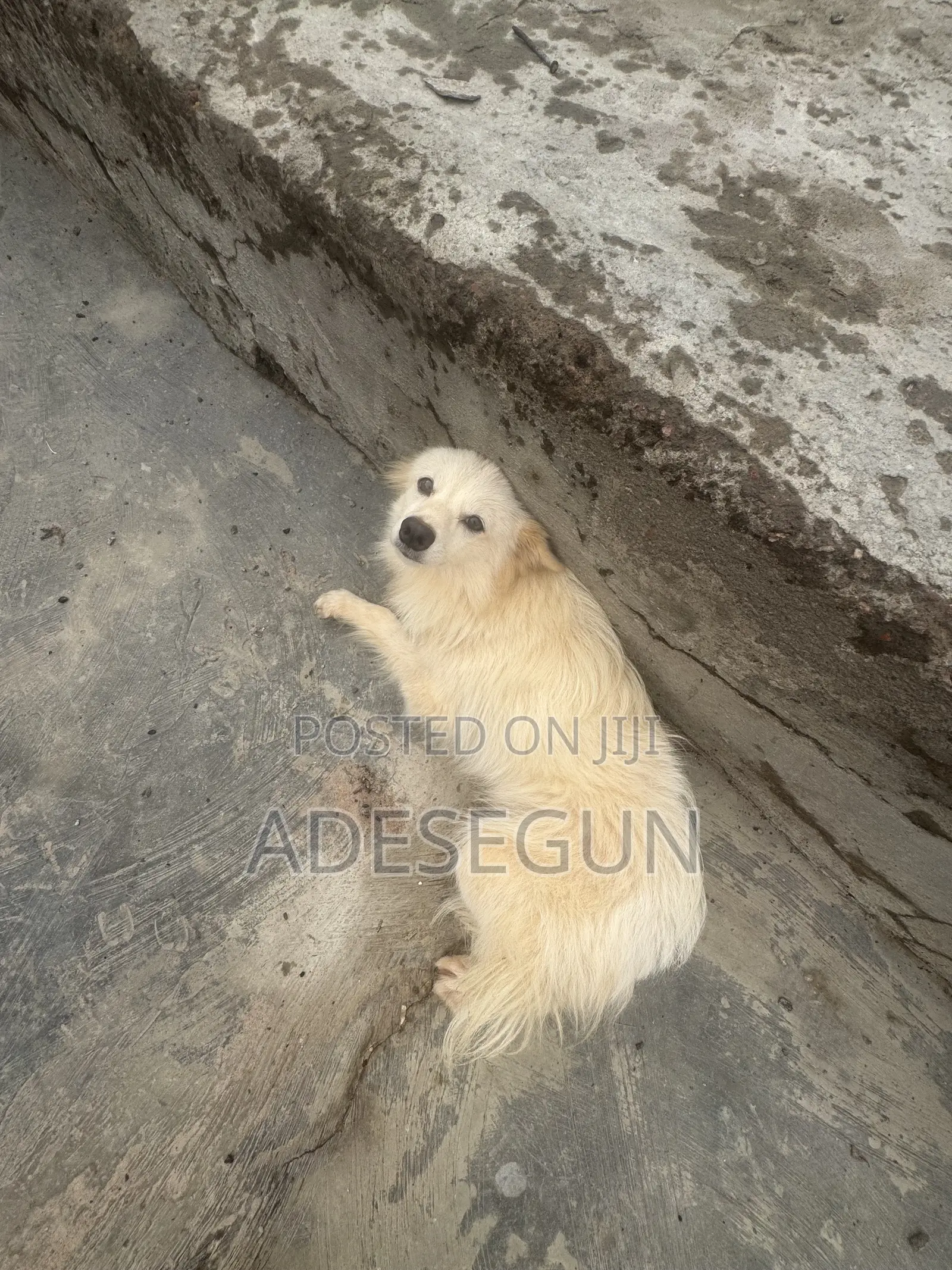 6-12 months Male Purebred American Eskimo