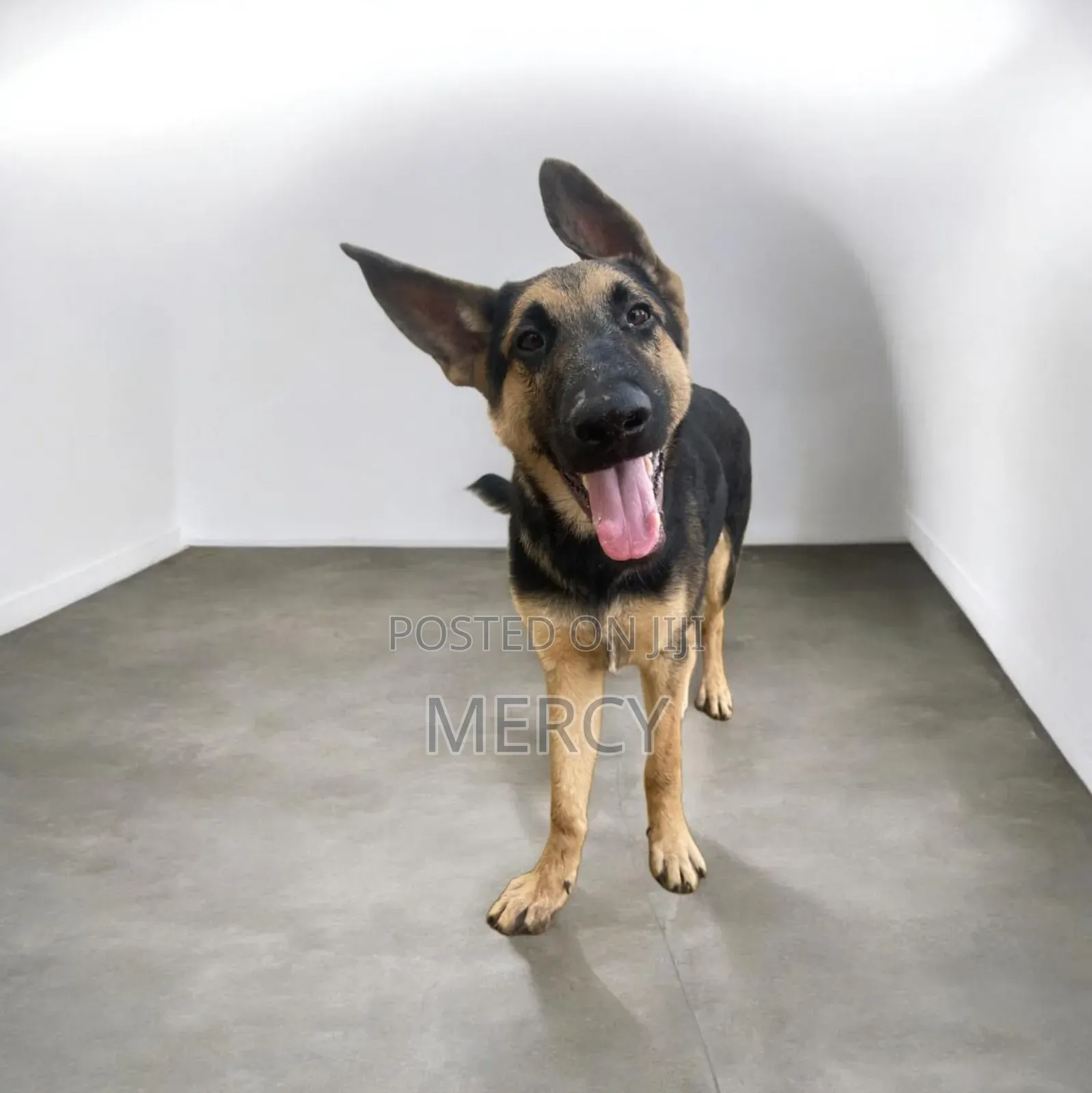 3-6 months Male Purebred German Shepherd
