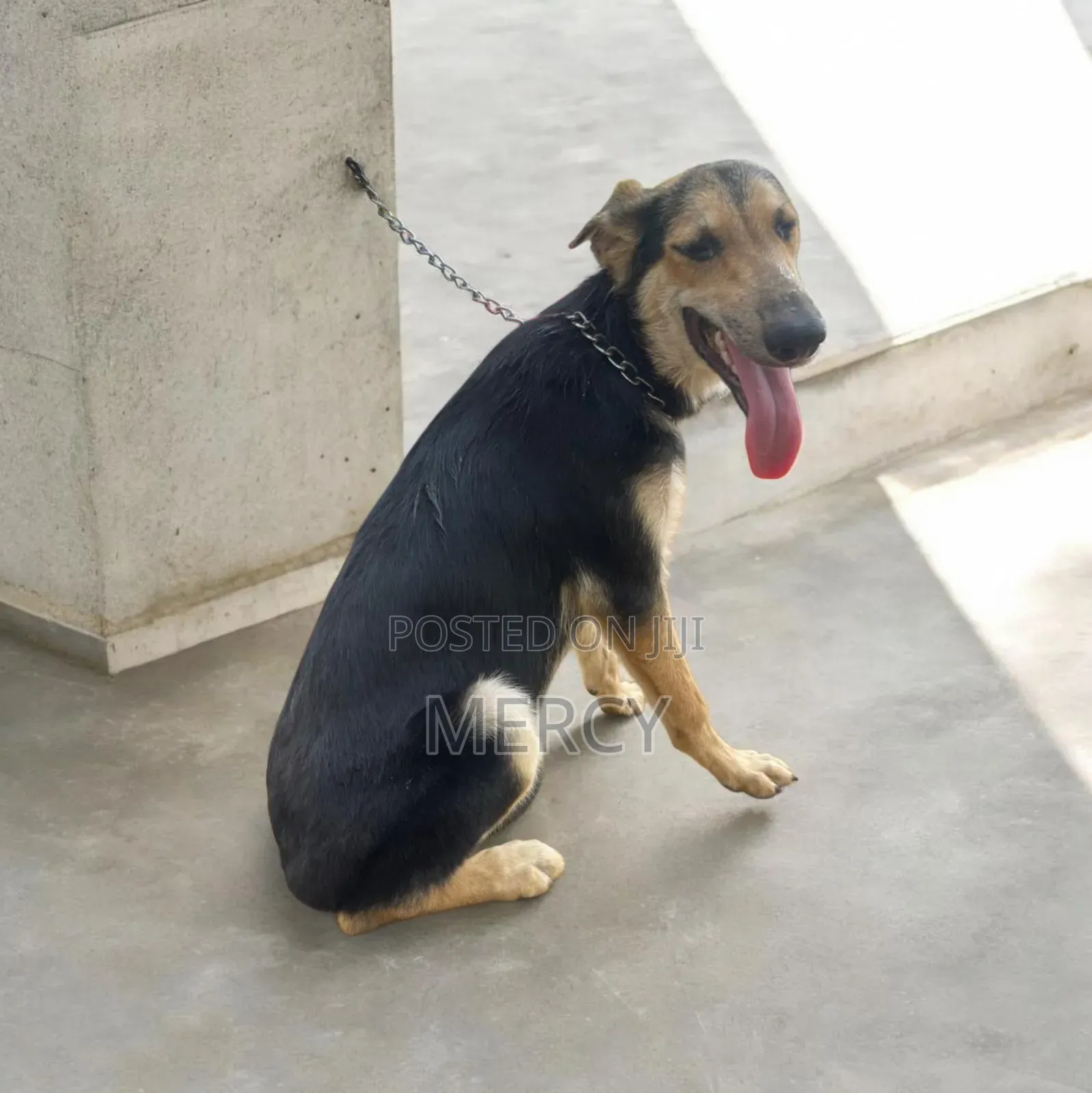3-6 months Female Purebred German Shepherd