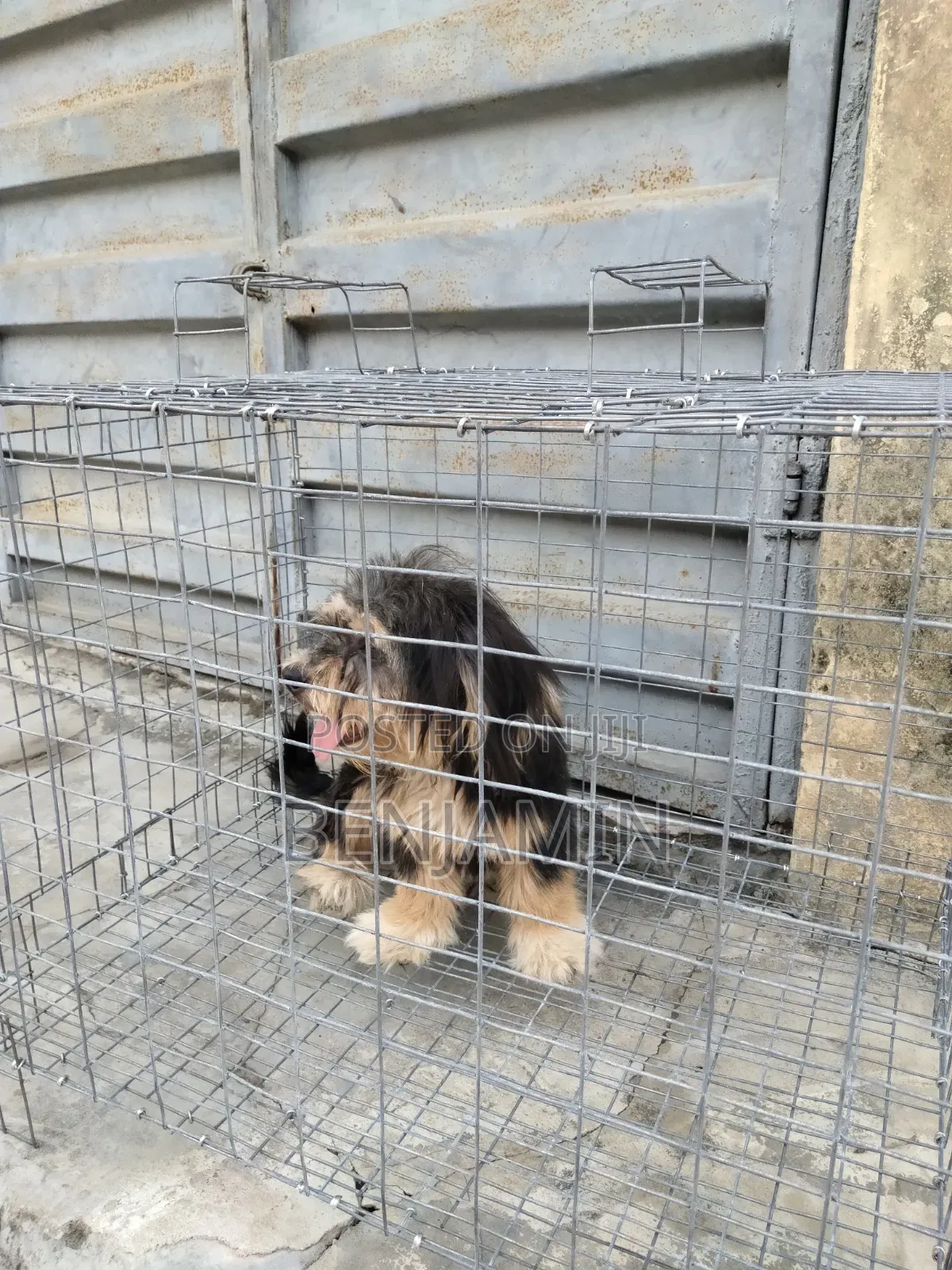 Non Collapsible Small Dog Cage