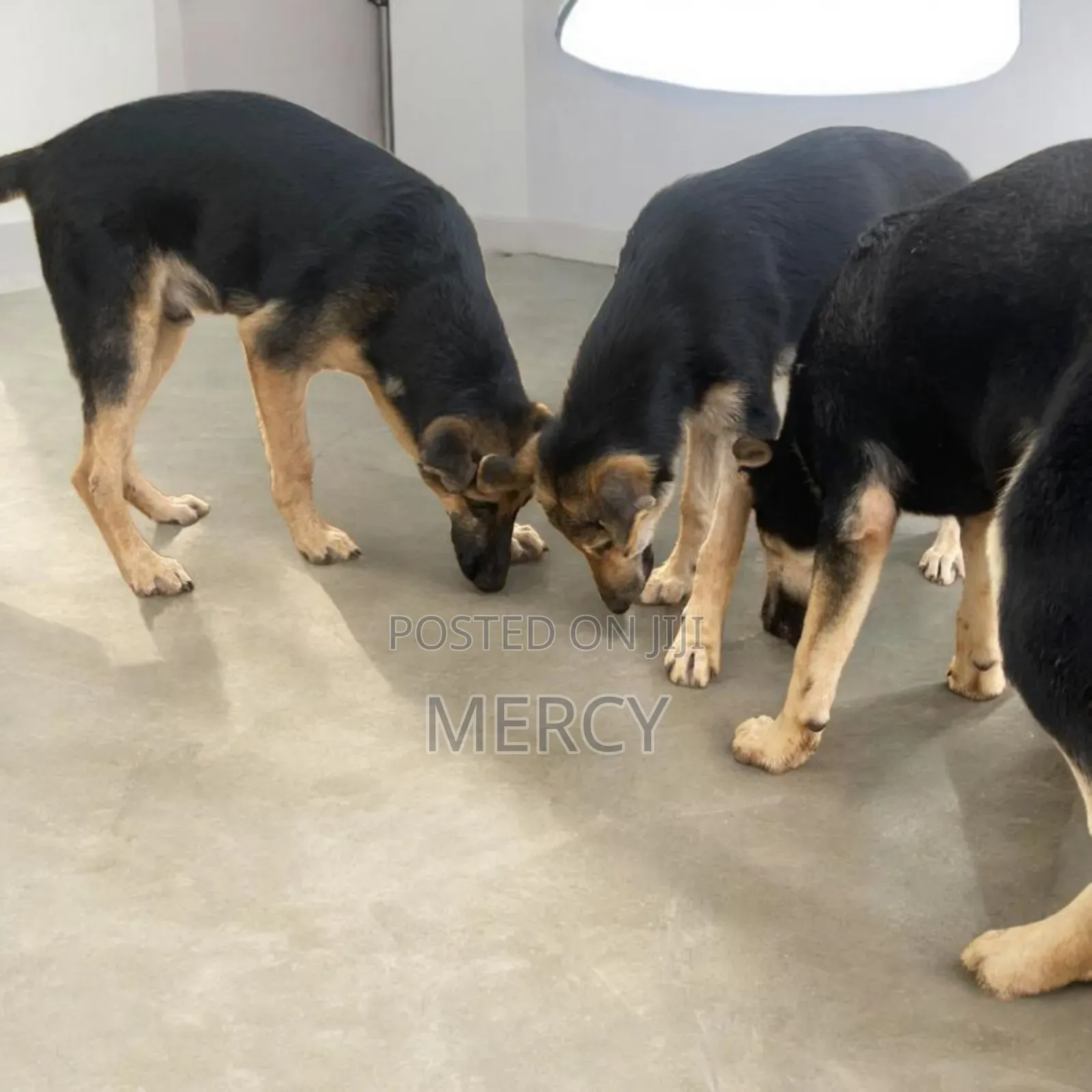 3-6 months Male Purebred German Shepherd