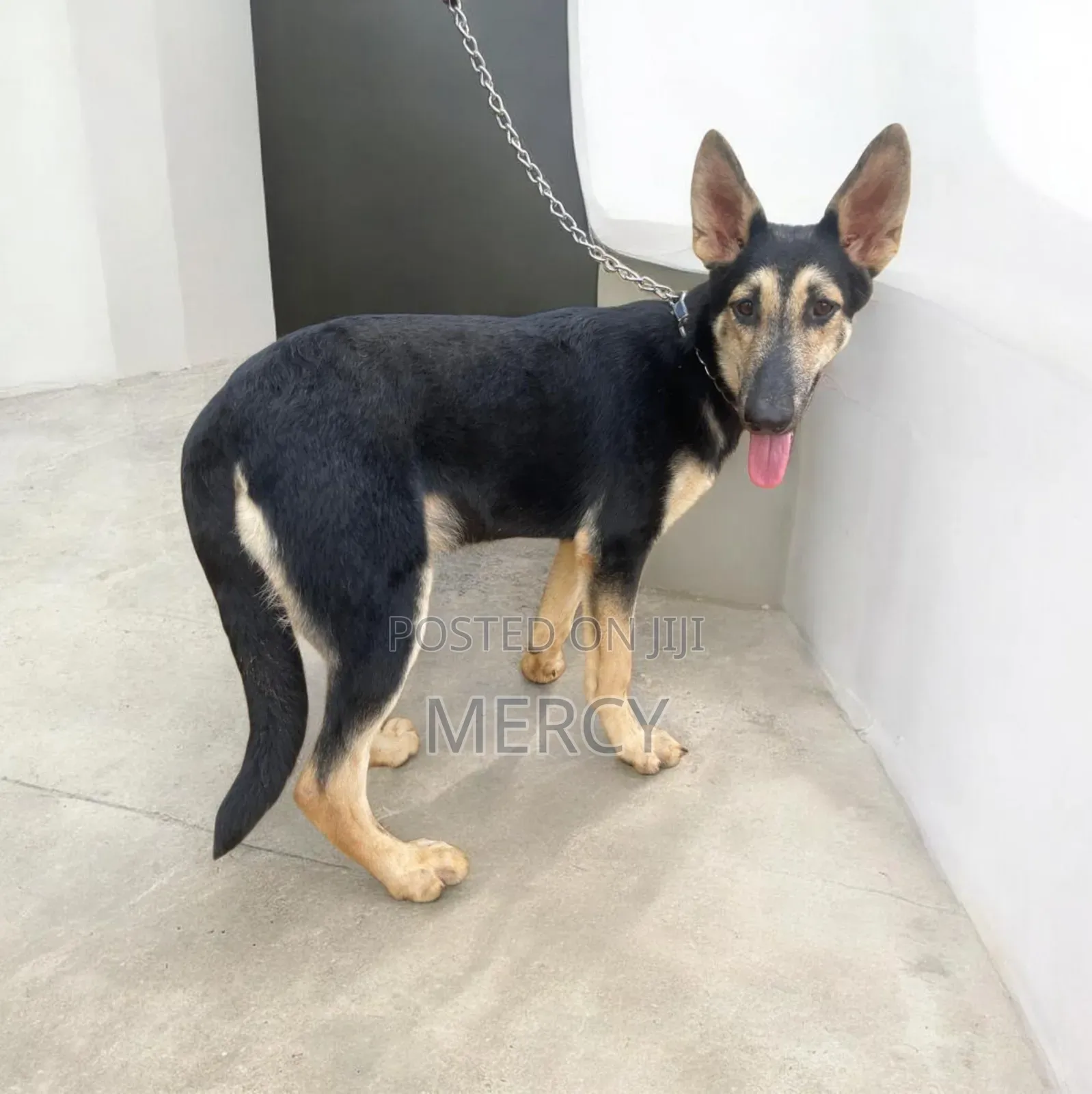 3-6 months Female Purebred German Shepherd